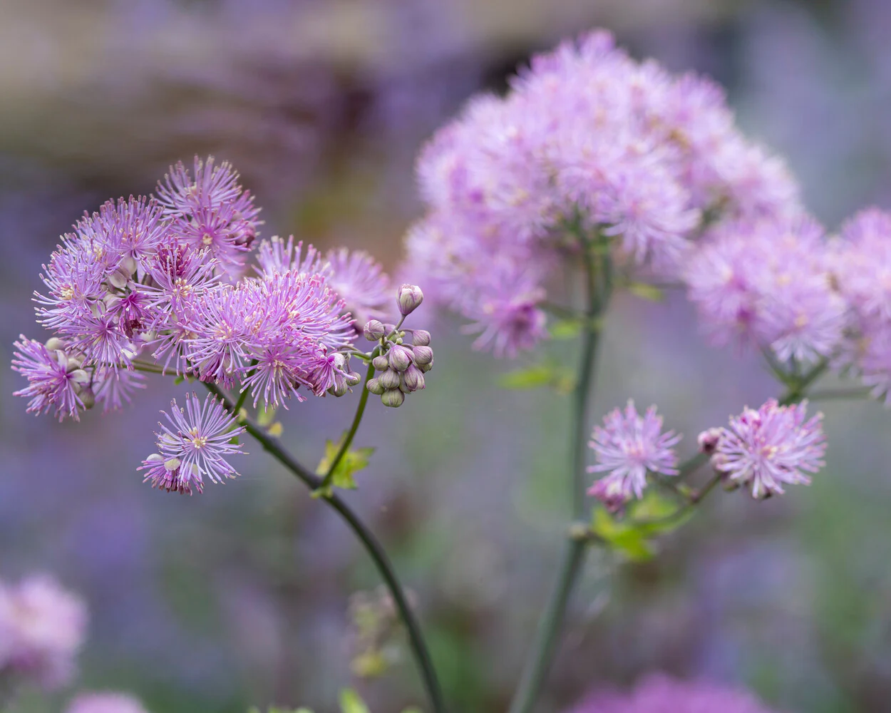 Thalictrum 'Black Stockings' - Image 5