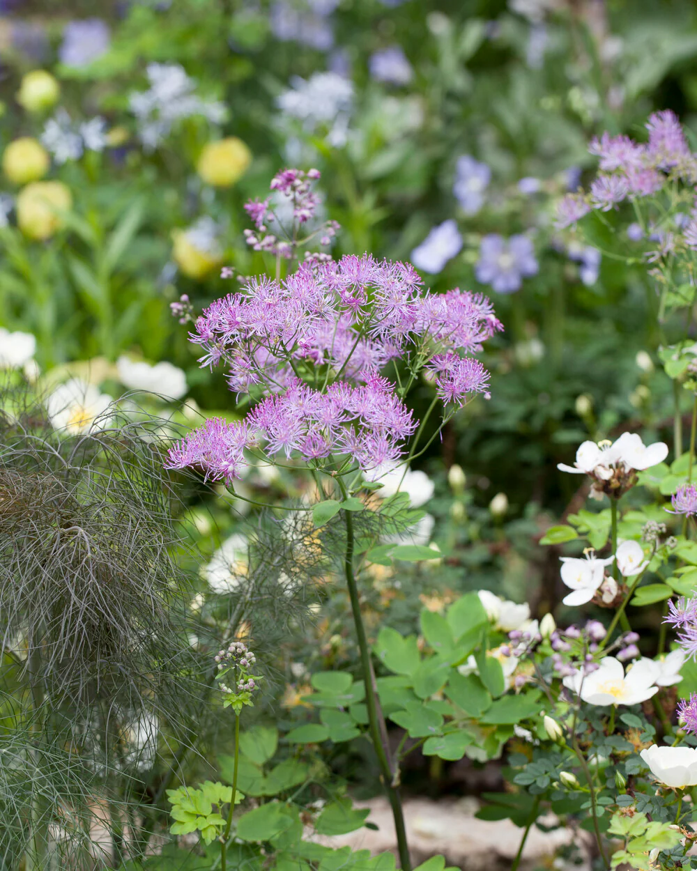 Thalictrum 'Black Stockings' - Image 6