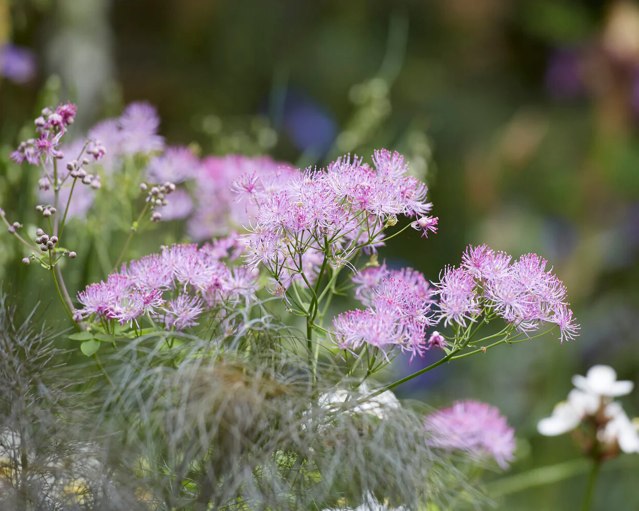Thalictrum 'Black Stockings' - Image 7