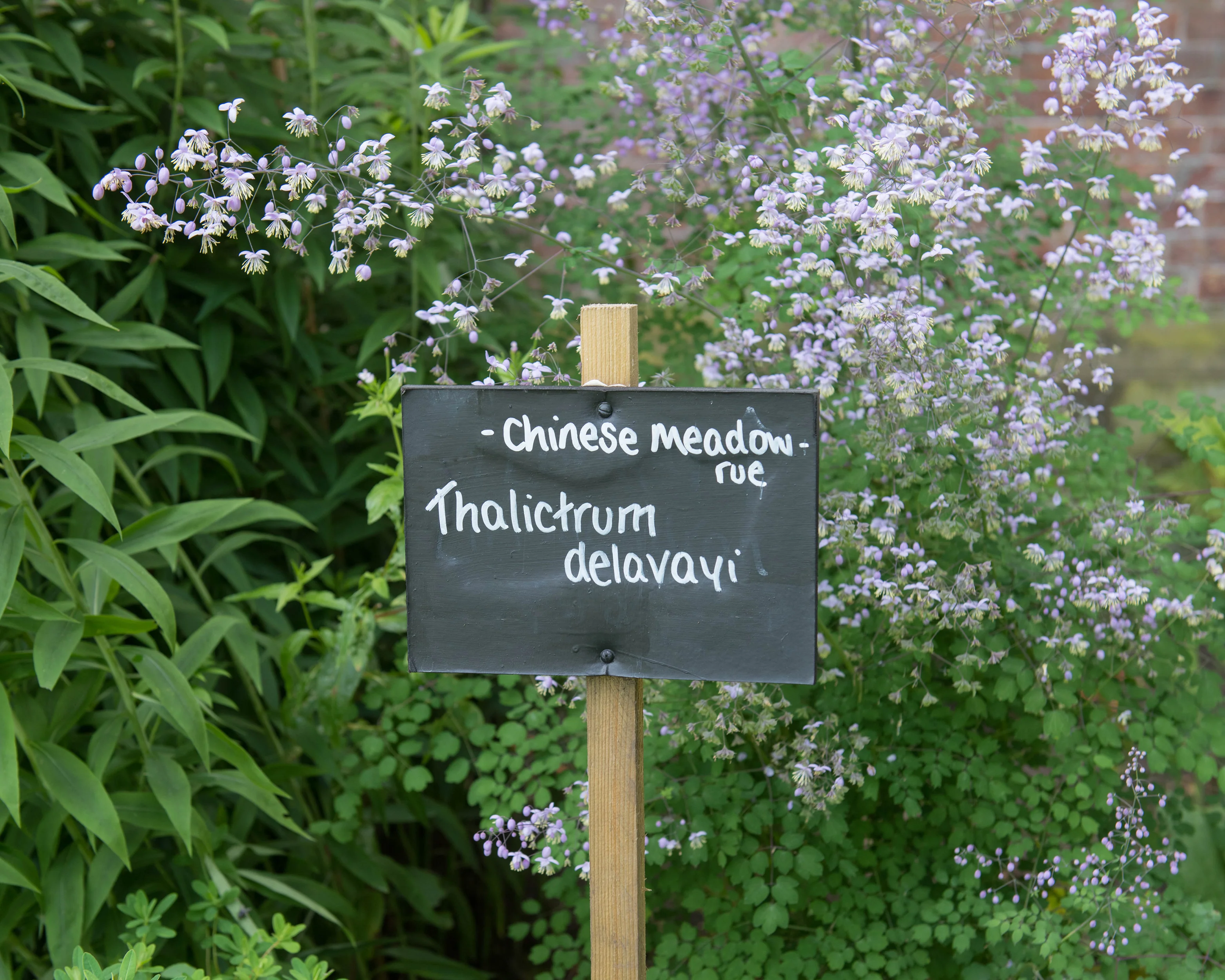 Thalictrum delavayi - Image 3