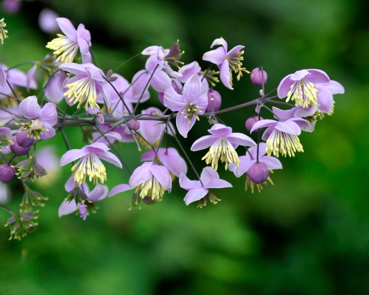 Thalictrum delavayi - Image 8