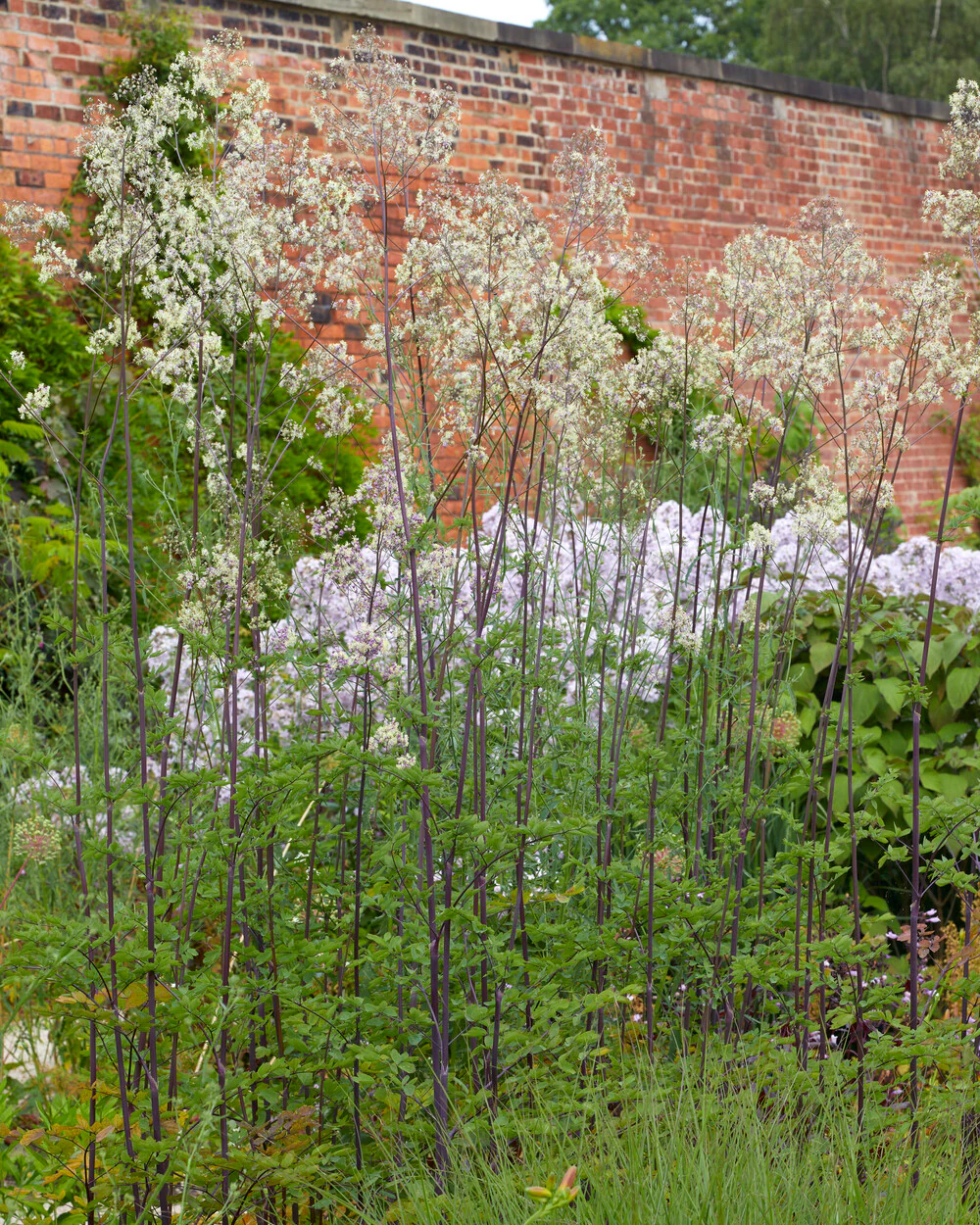 Thalictrum 'Elin' - Image 2