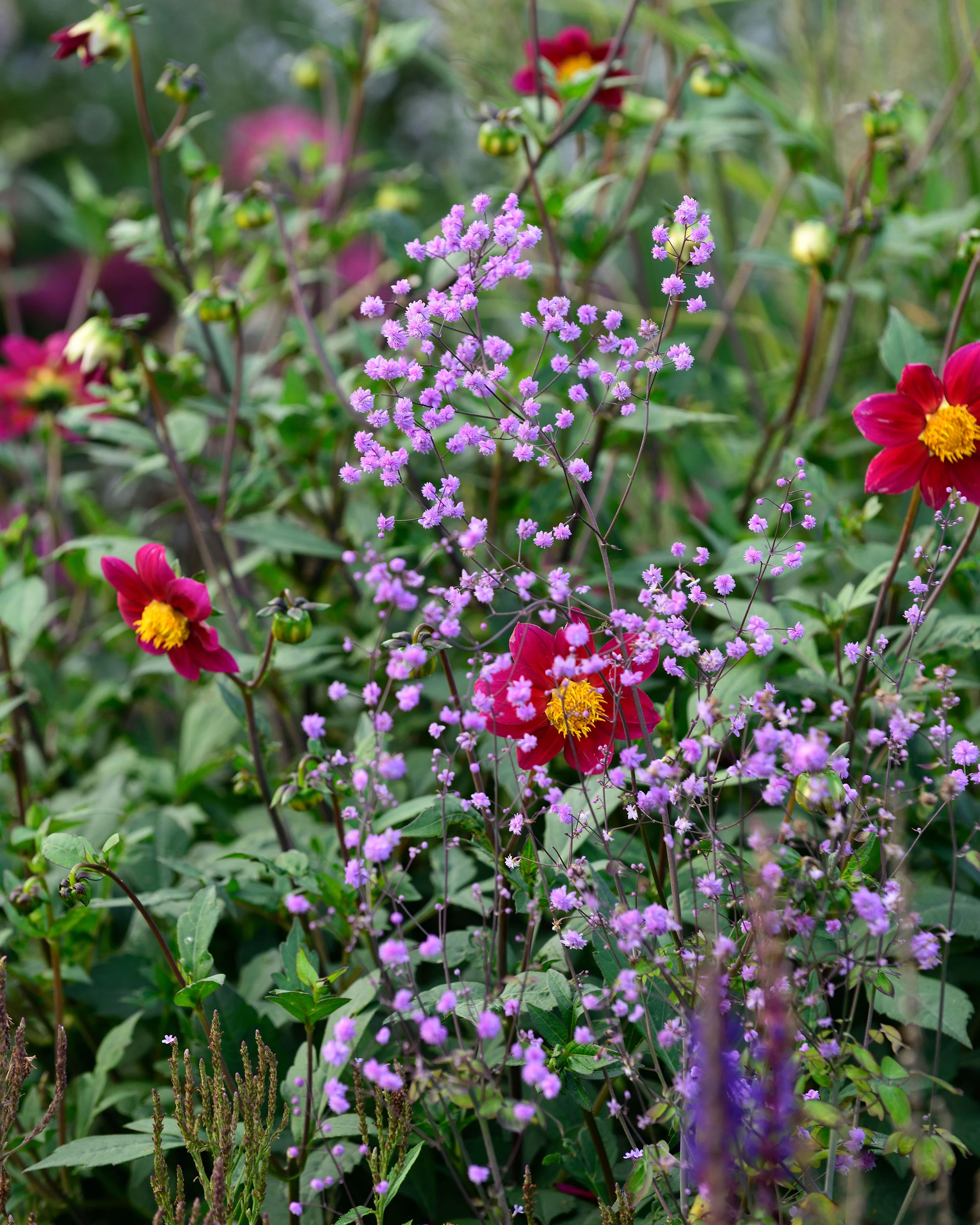 Thalictrum 'Hewitt's Double' - Image 10