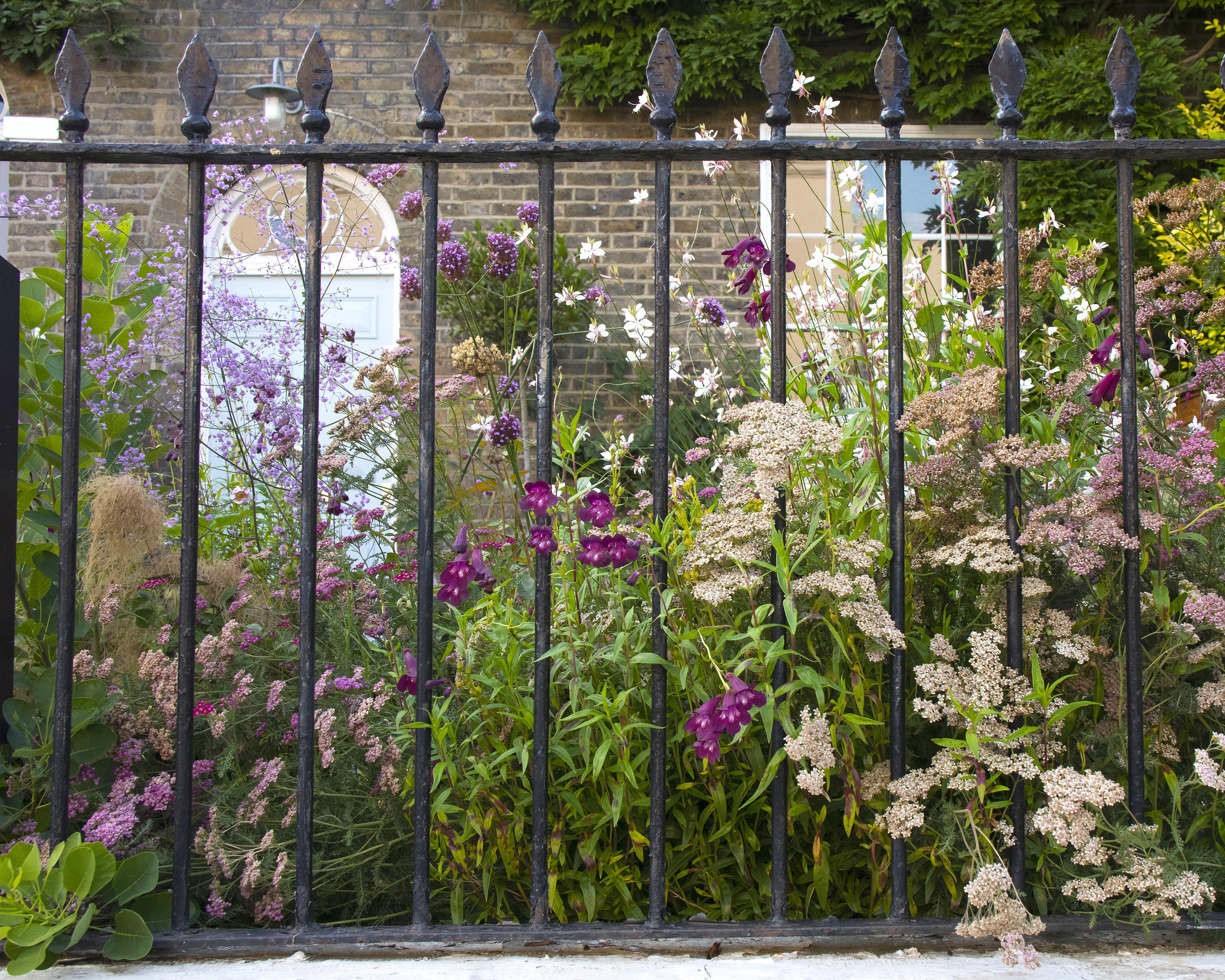 Thalictrum 'Hewitt's Double' - Image 11