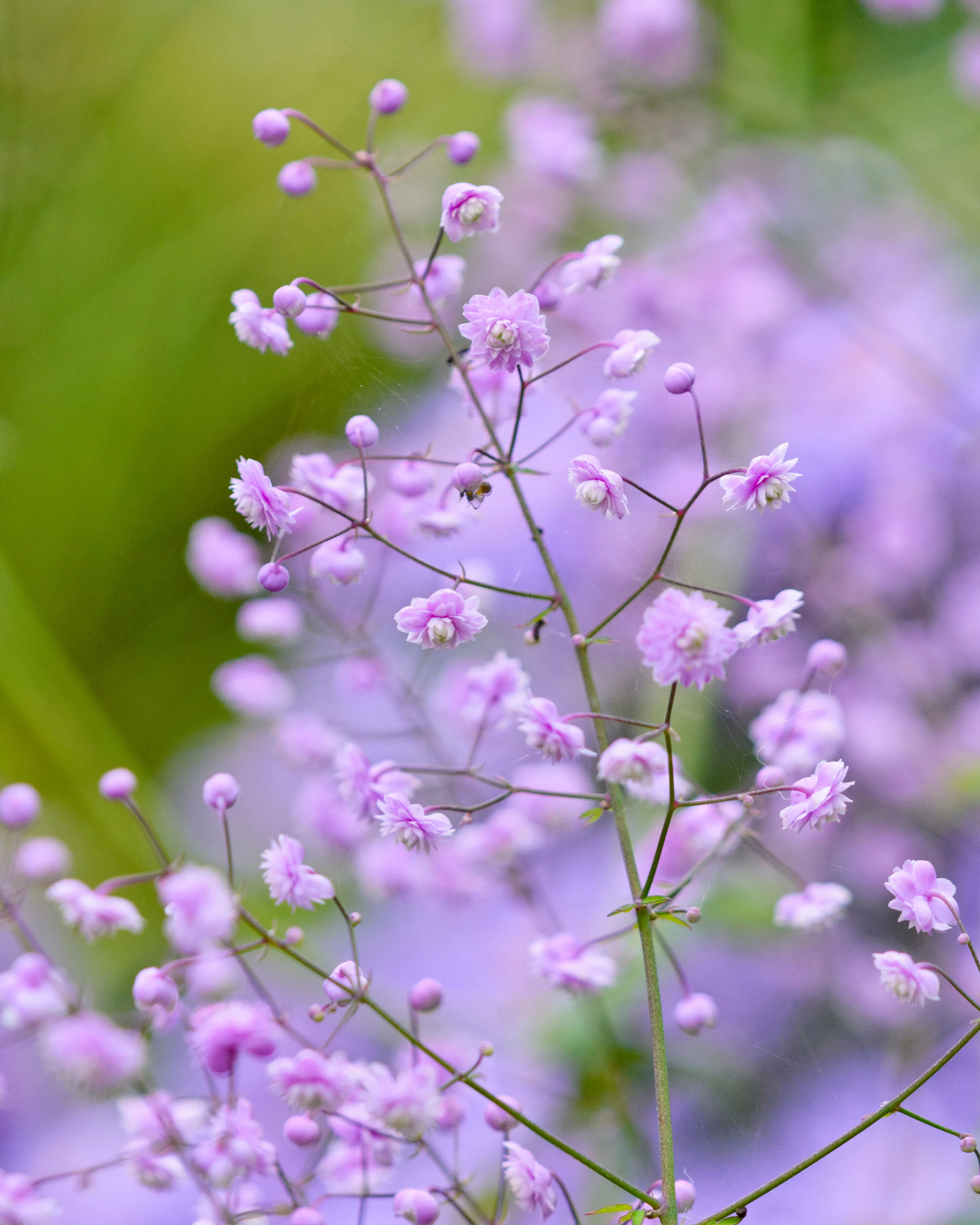 Thalictrum 'Hewitt's Double' - Image 3