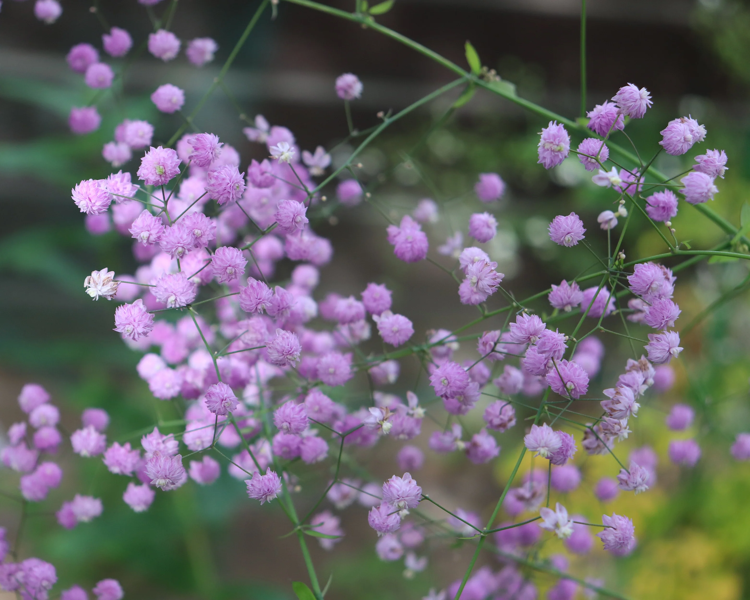 Thalictrum 'Hewitt's Double' - Image 8