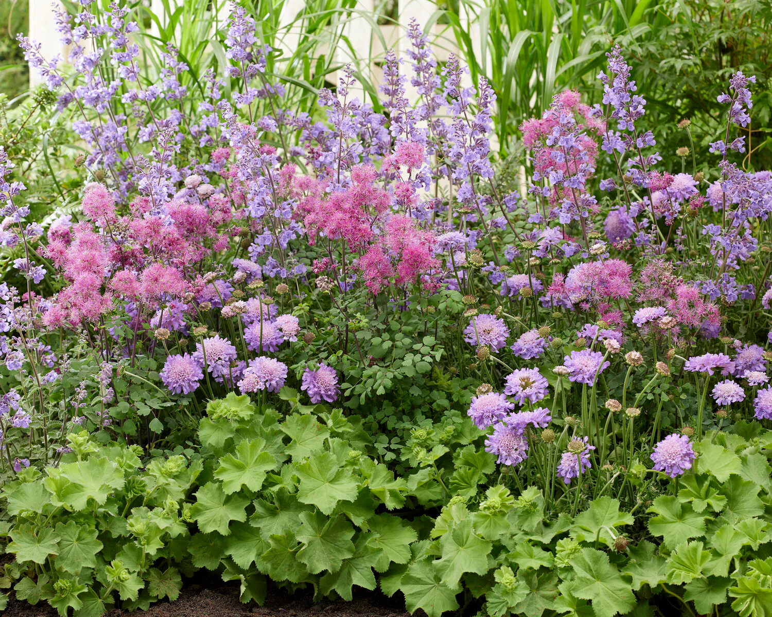 Thalictrum 'Little Pinkie' - Image 3