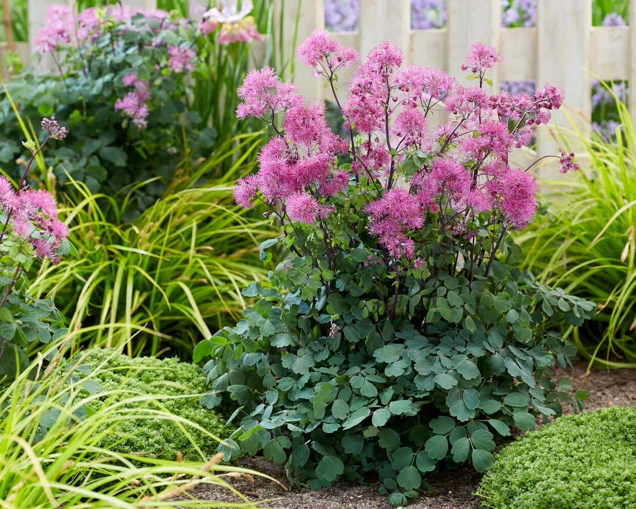 Thalictrum 'Little Pinkie' - Image 4