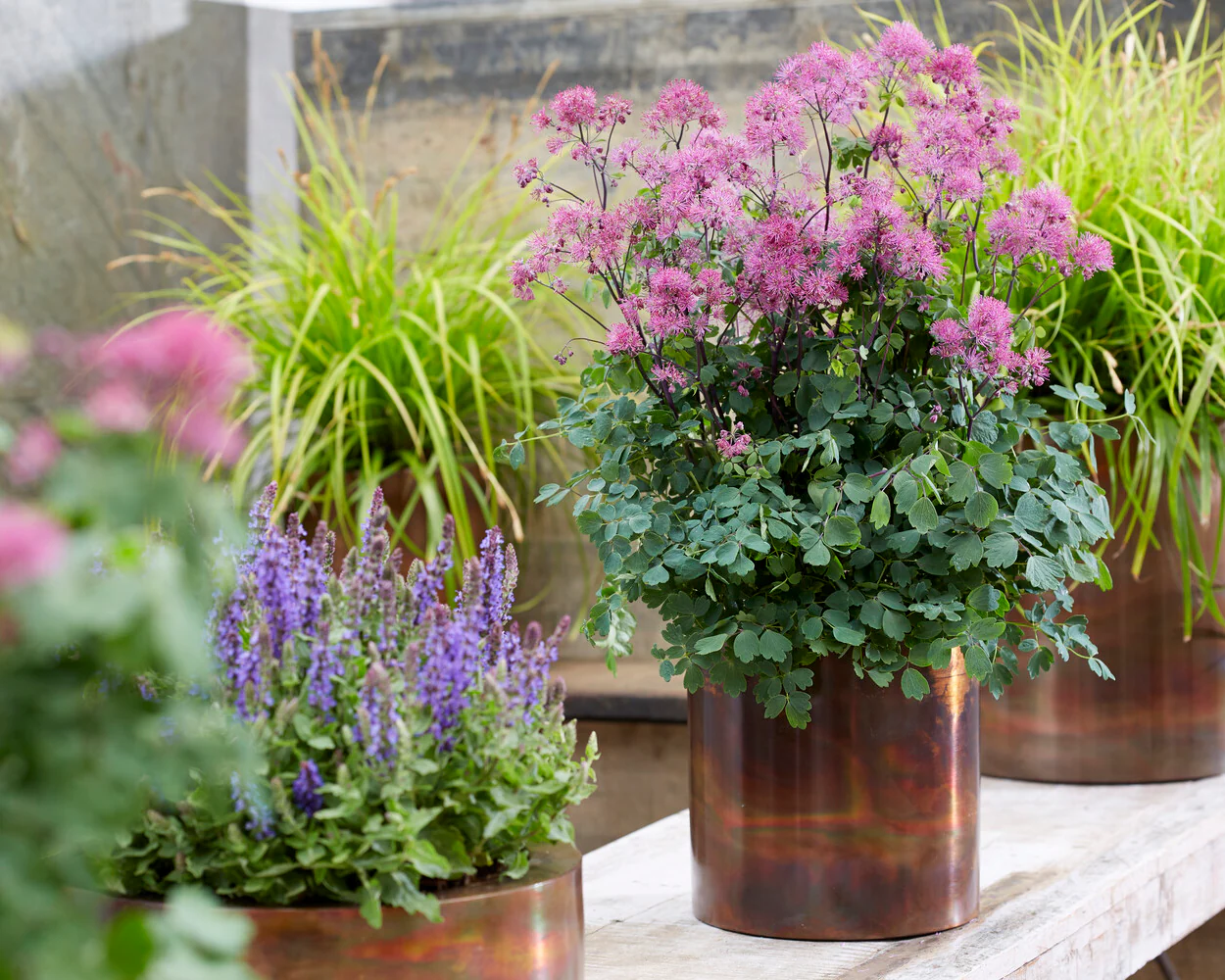 Thalictrum 'Little Pinkie' - Image 6