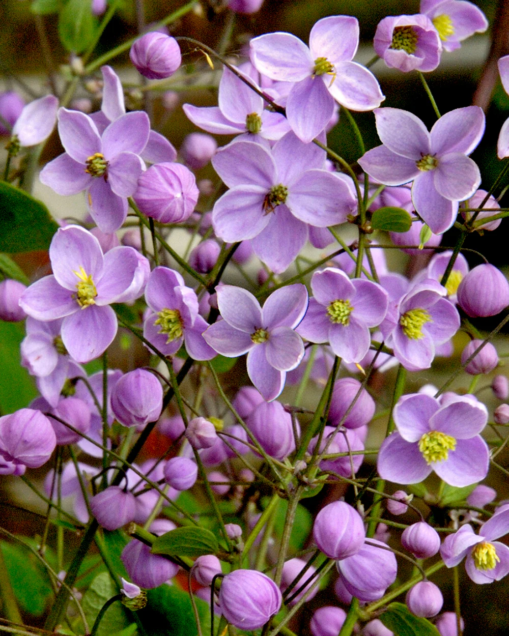 Thalictrum 'Splendide' - Image 4