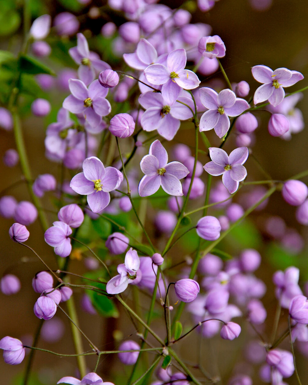 Thalictrum 'Splendide' - Image 6