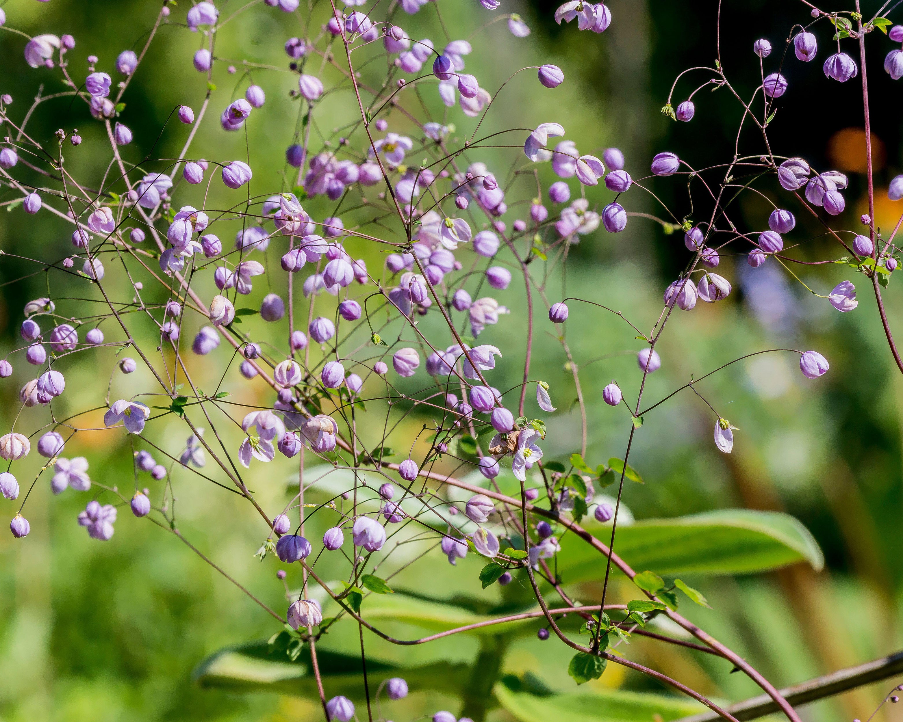 Thalictrum 'Splendide' - Image 7