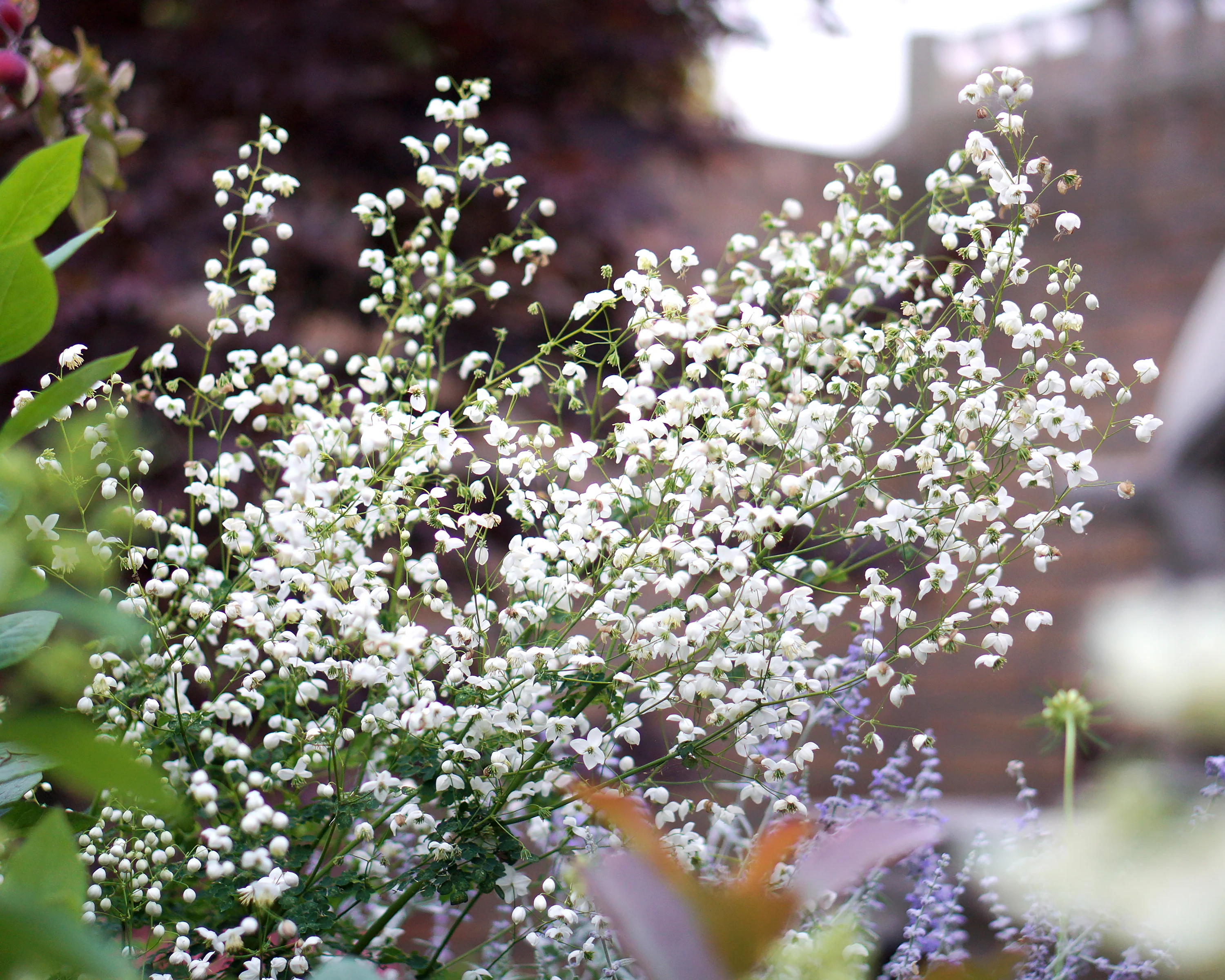 Thalictrum 'Splendide White' - Image 12