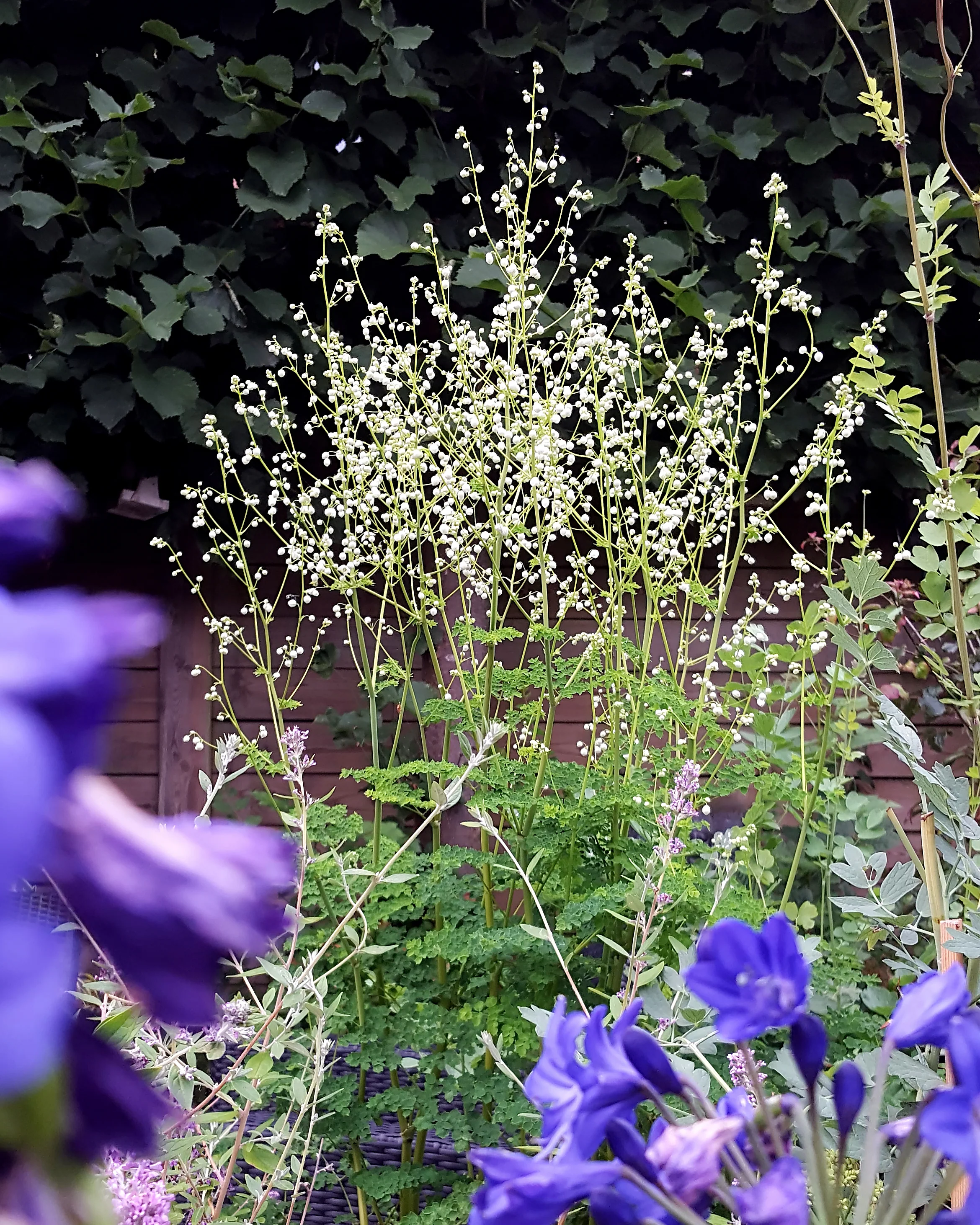 Thalictrum 'Splendide White' - Image 13