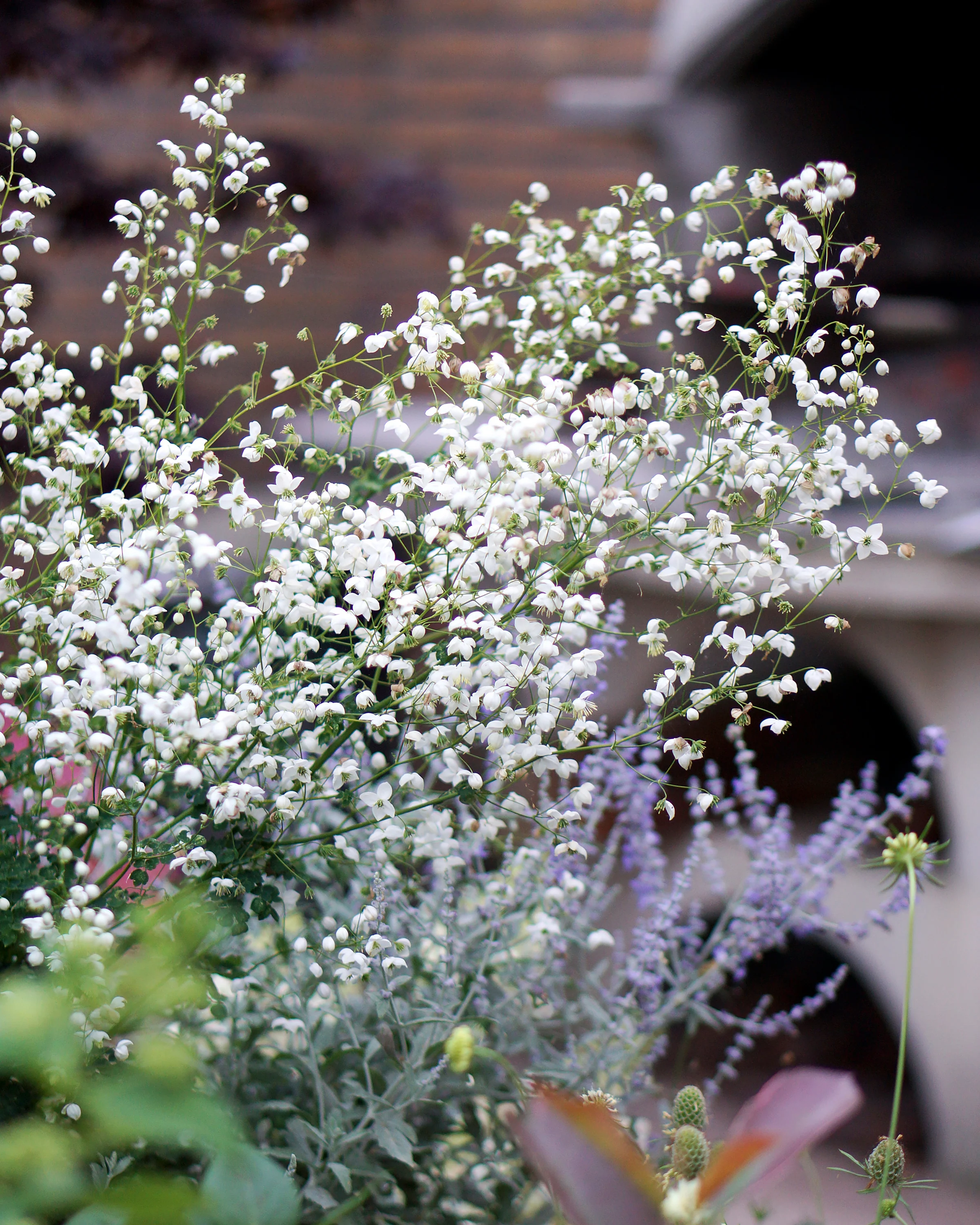 Thalictrum 'Splendide White' - Image 2
