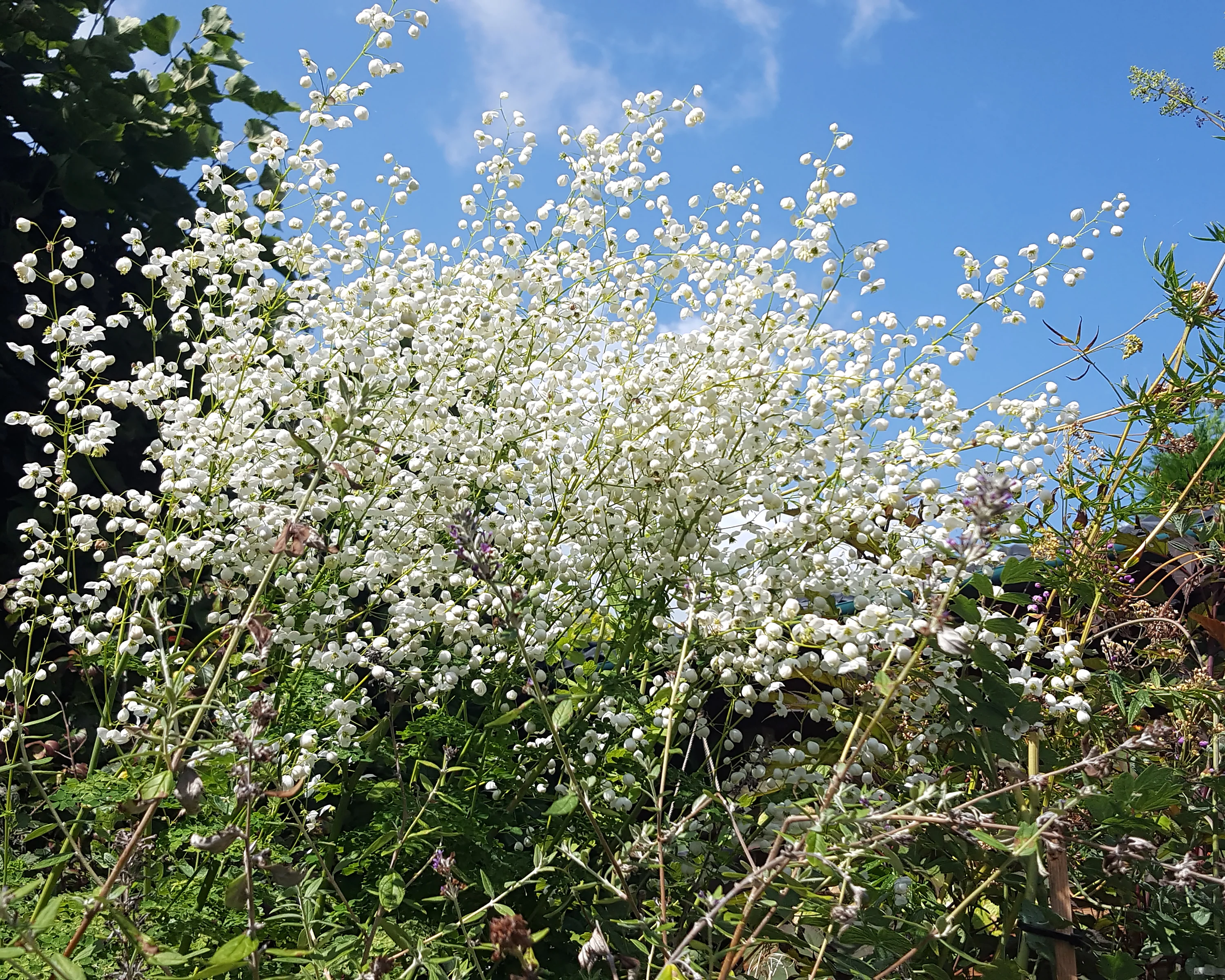 Thalictrum 'Splendide White' - Image 4