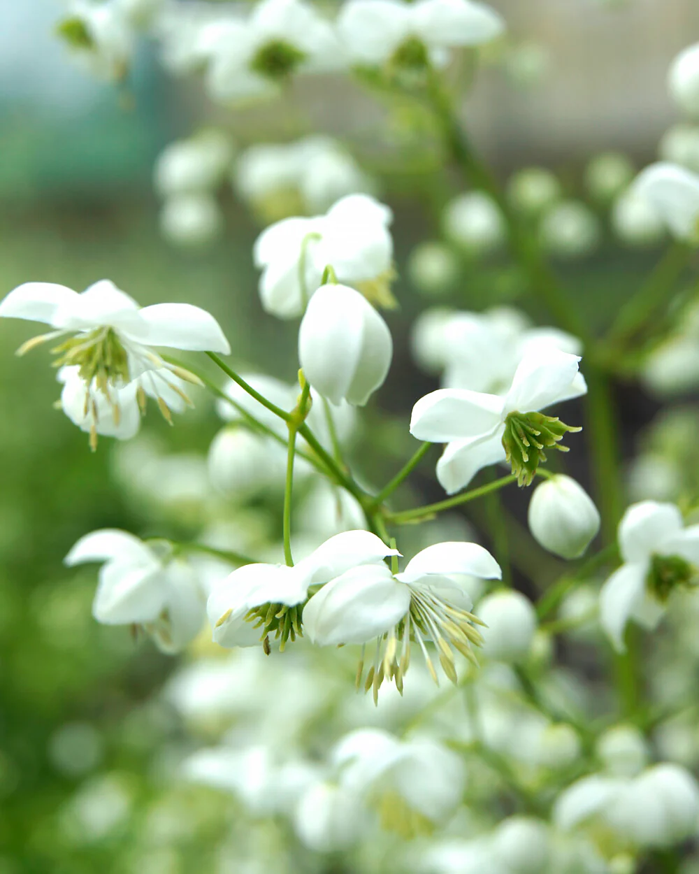 Thalictrum 'Splendide White' - Image 5