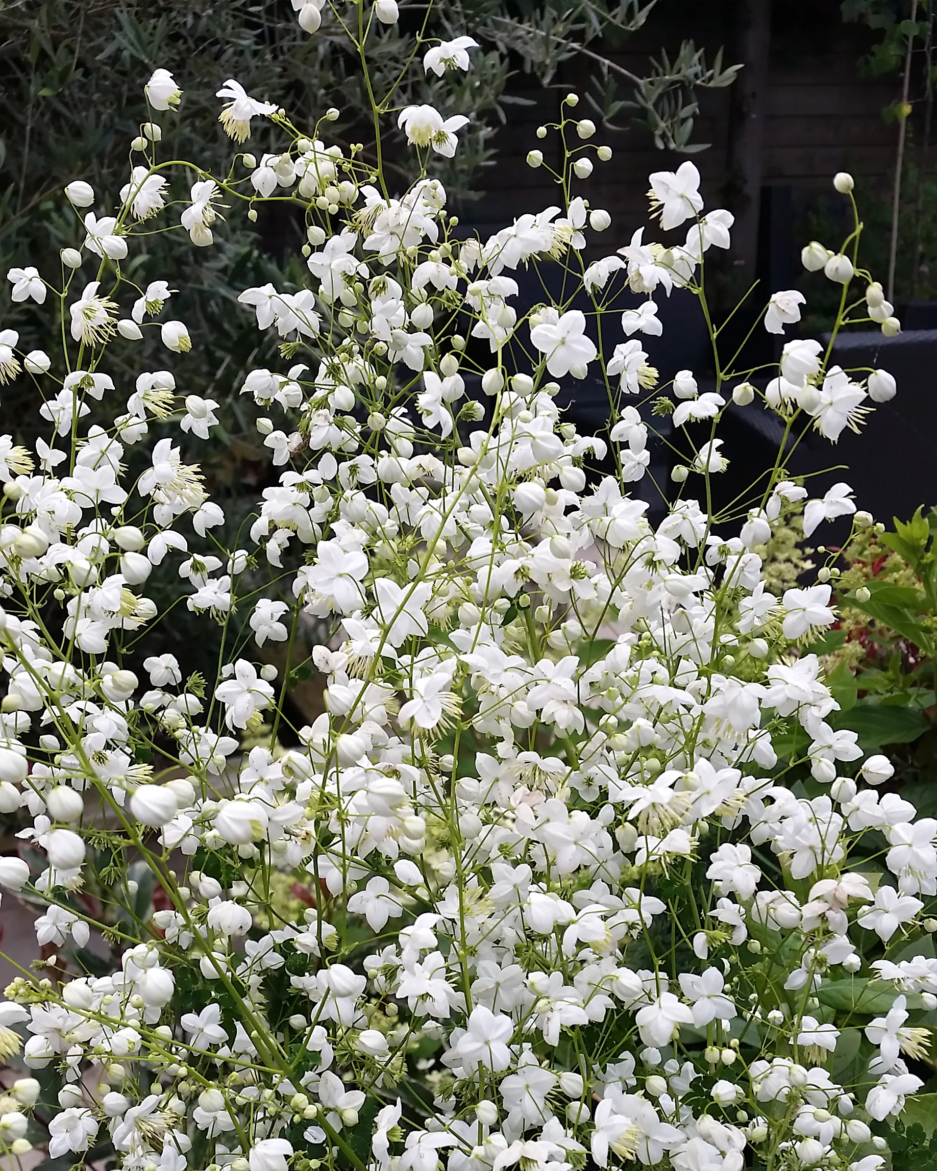 Thalictrum 'Splendide White' - Image 8