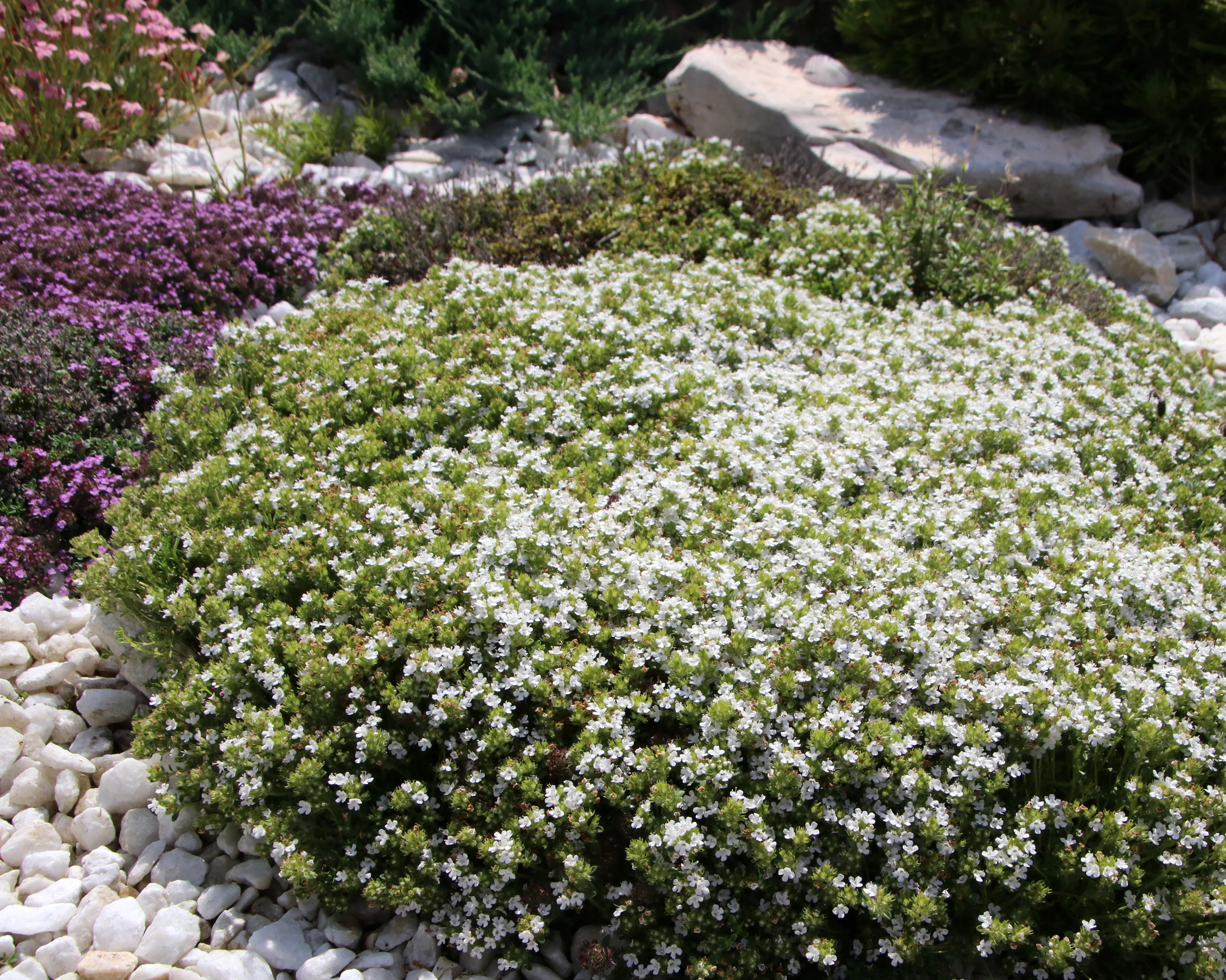 Thymus 'Albiflorus' - Image 3