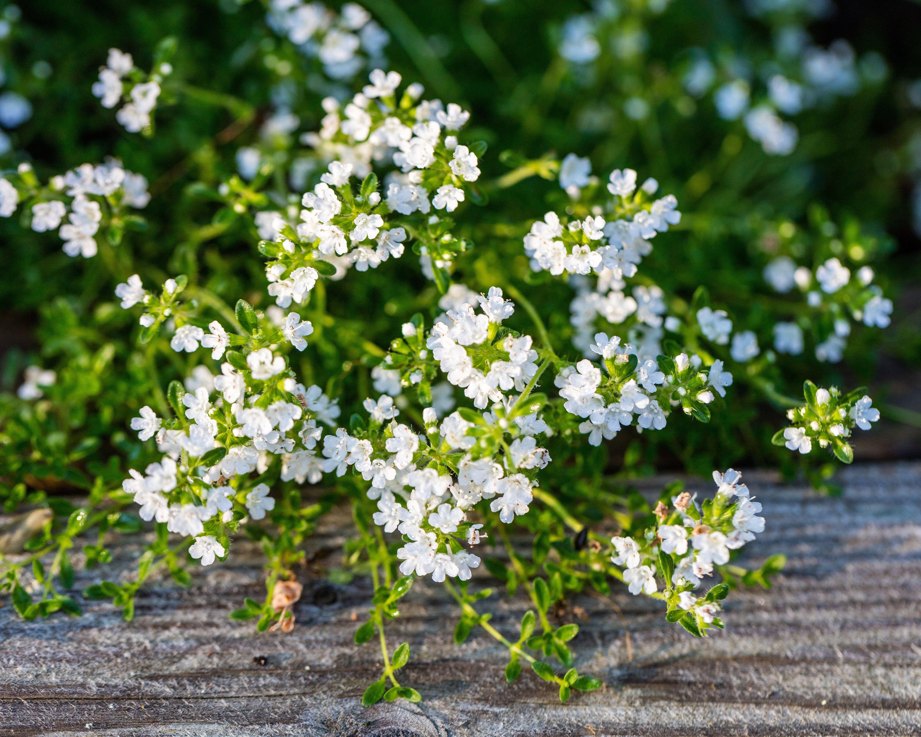 Thymus 'Albiflorus' - Image 4