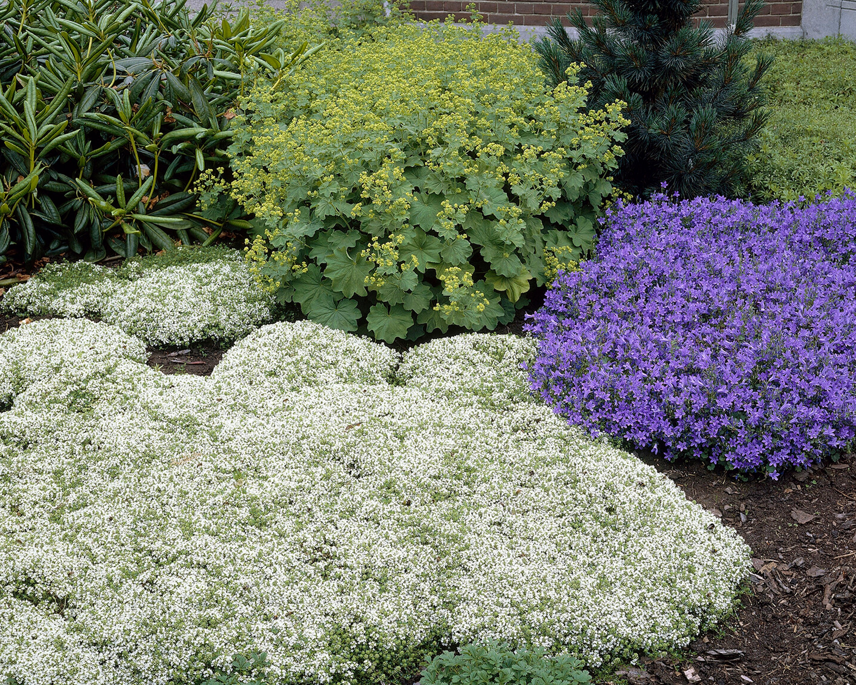 Thymus 'Albiflorus' - Image 5