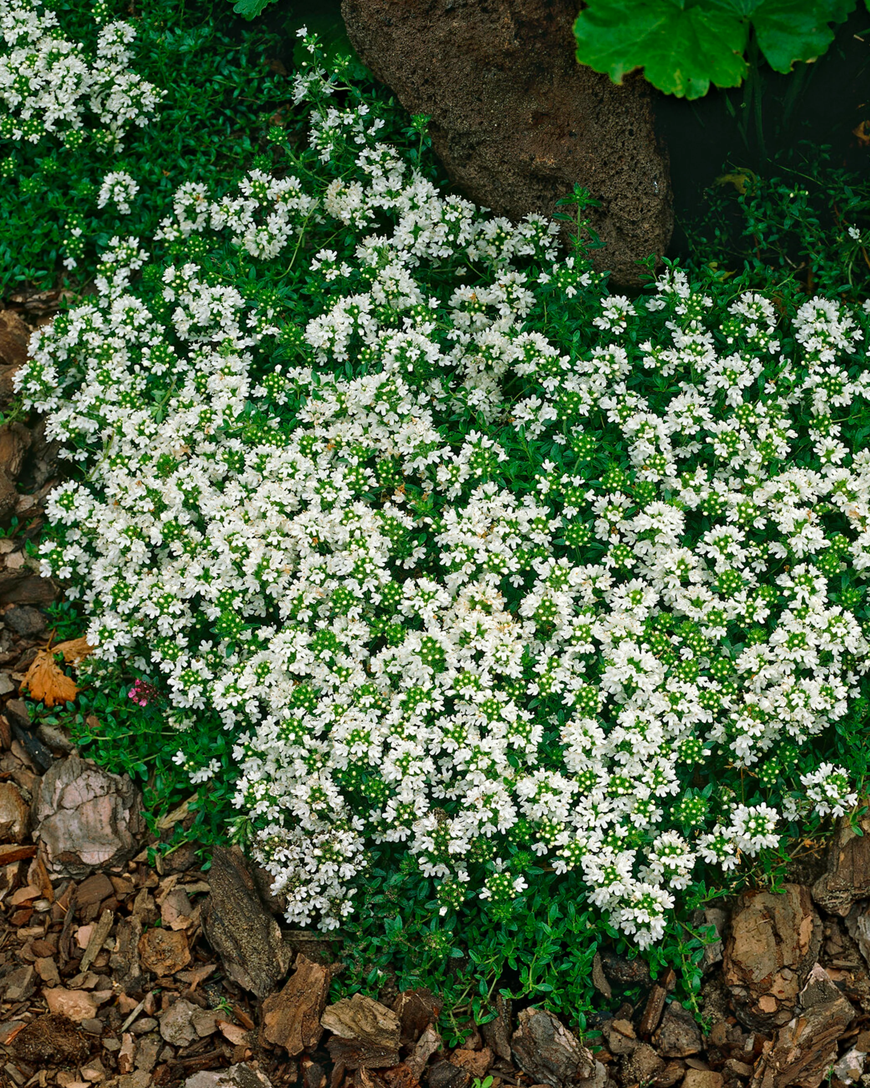 Thymus 'Albiflorus' - Image 7