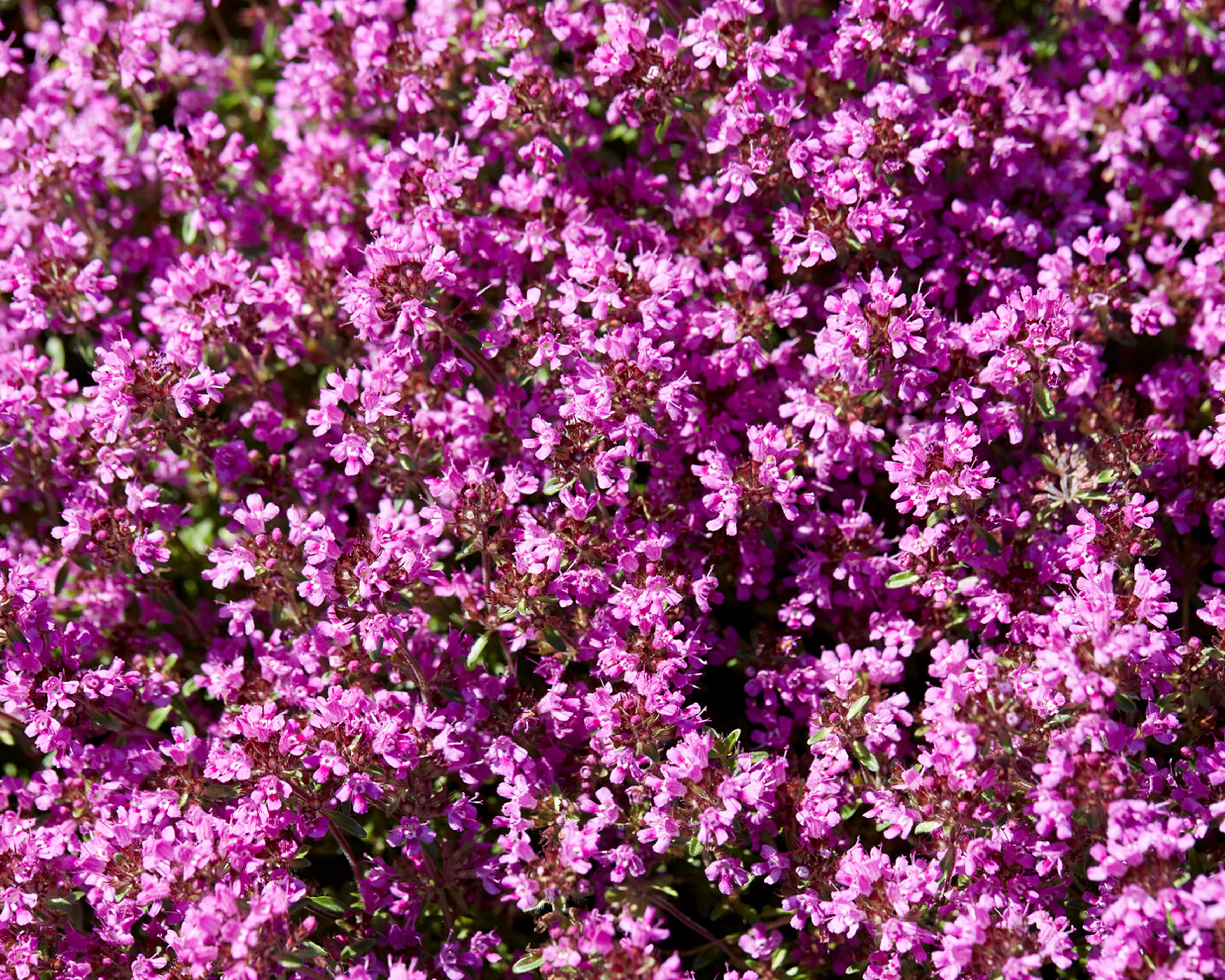 Thymus 'Coccineus' - Image 4
