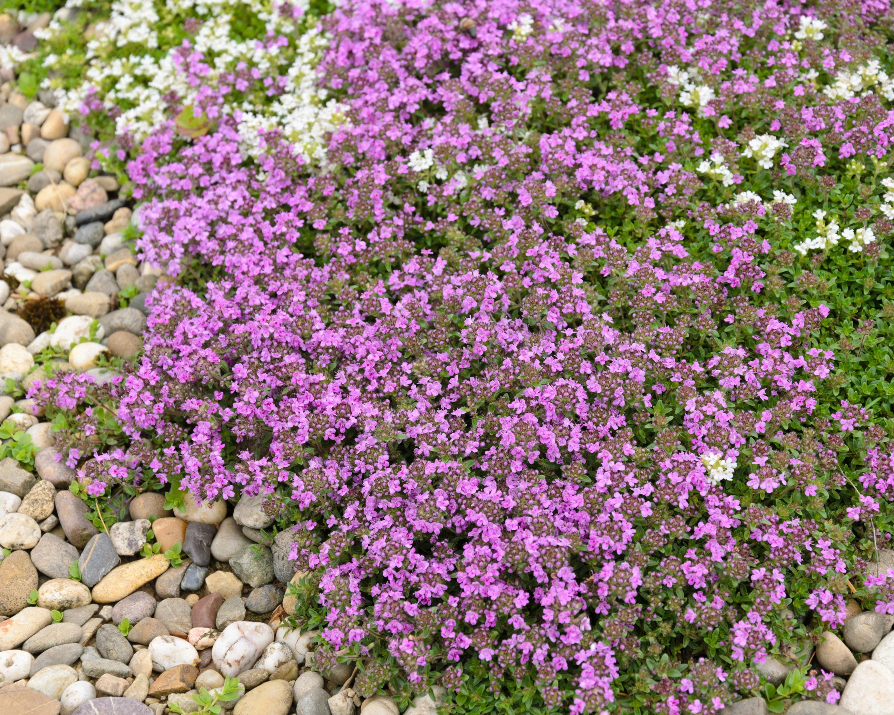 Thymus 'Coccineus' - Image 5