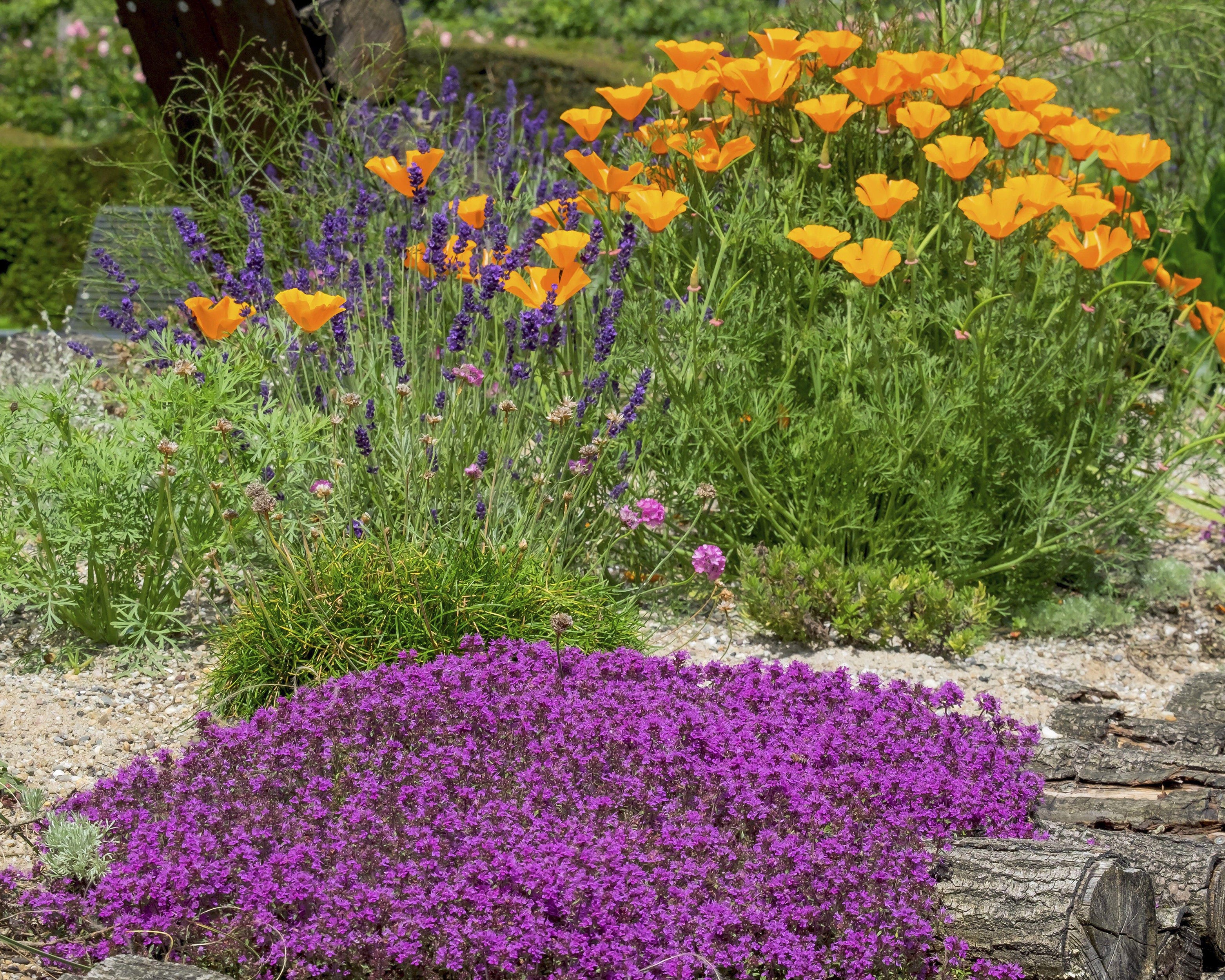 Thymus 'Coccineus' - Image 9