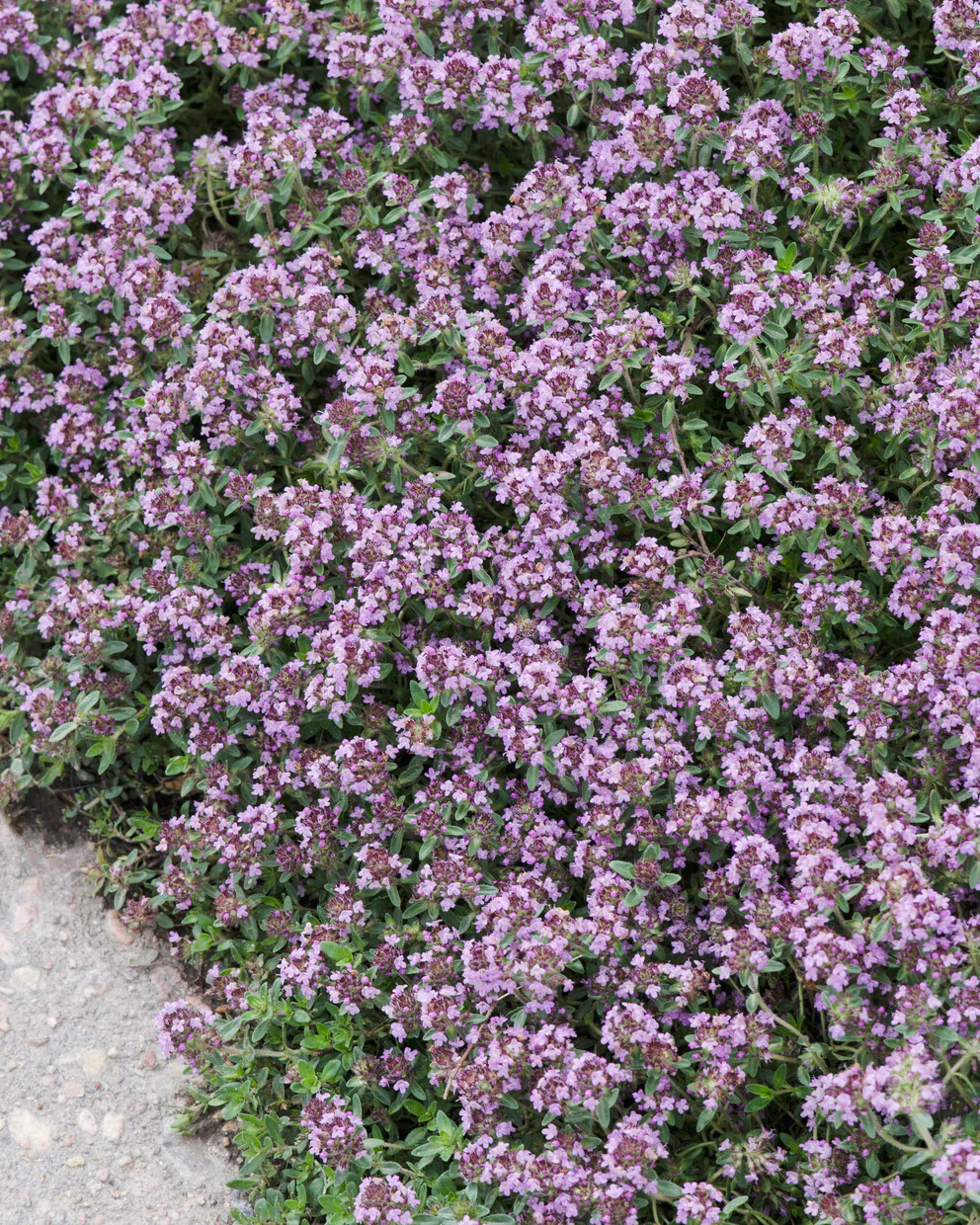 Thymus serpyllum - Image 3