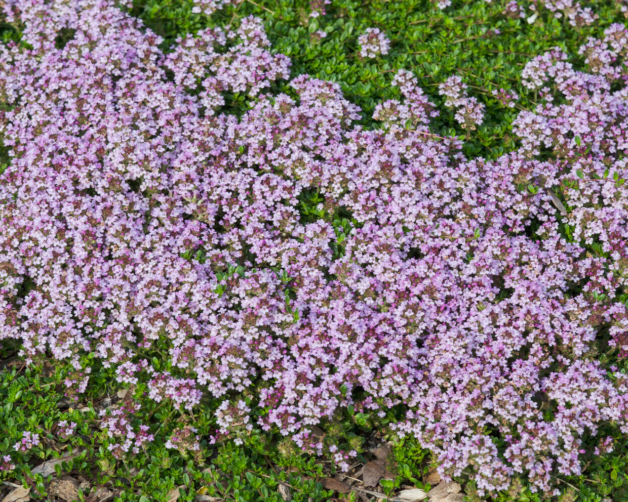 Thymus serpyllum - Image 5