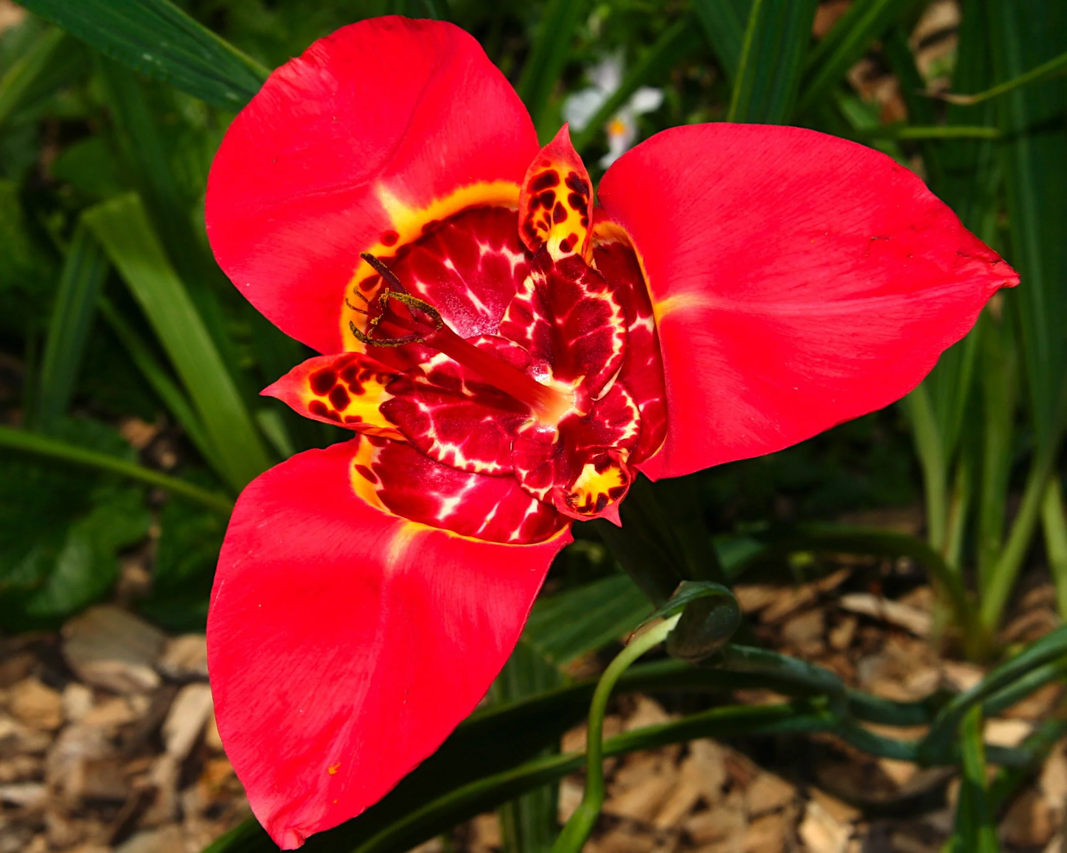 Tigridia 'Peacock Mix' - Image 7