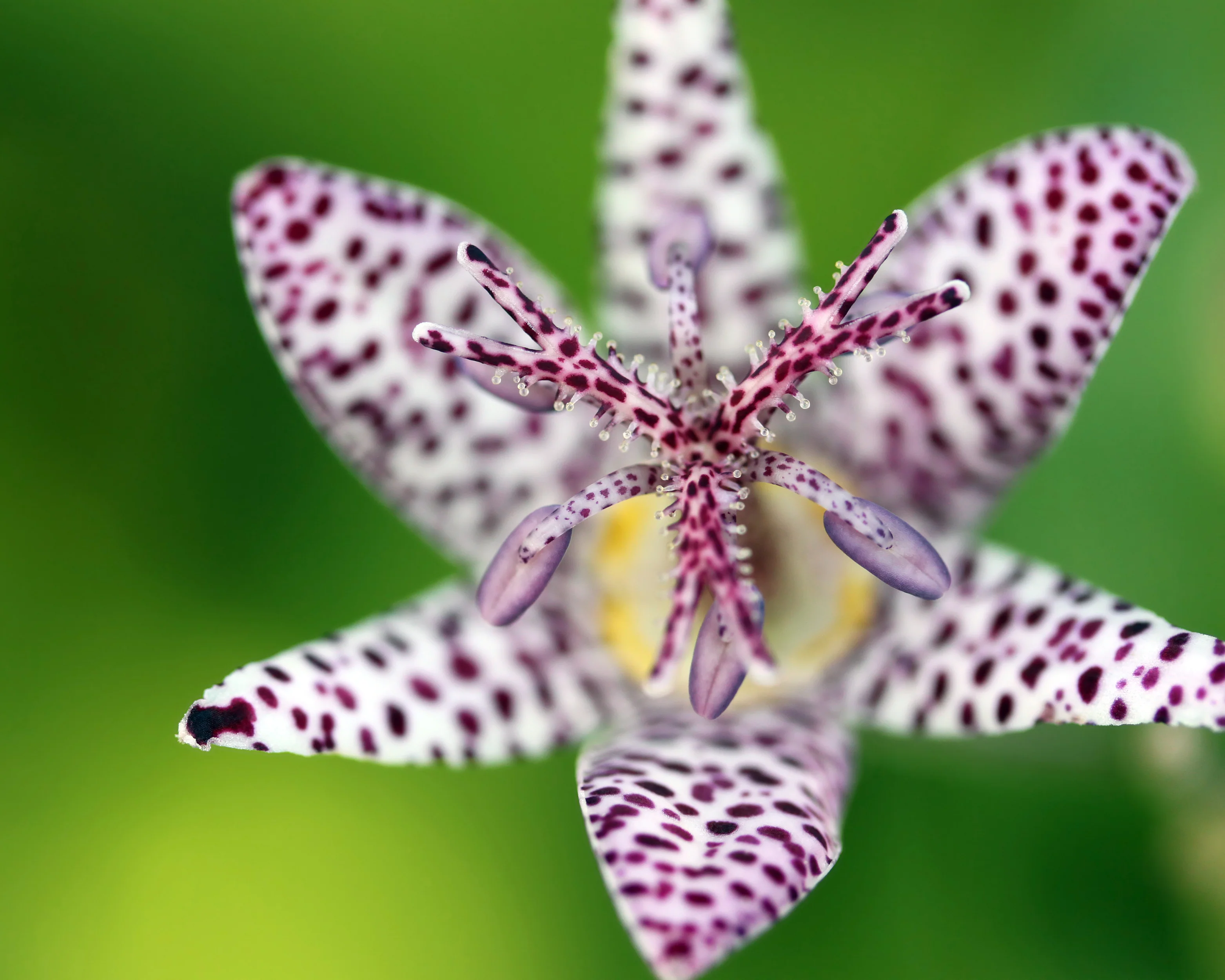 Tricyrtis hirta - Image 3