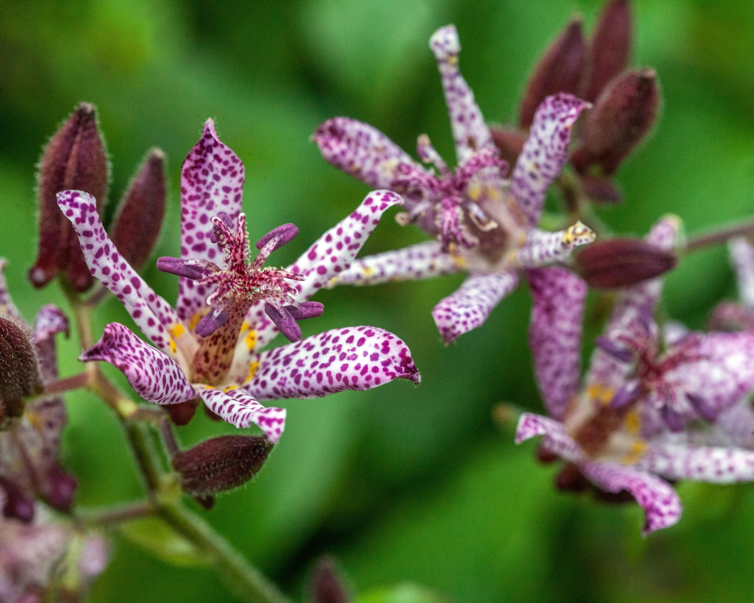 Tricyrtis hirta - Image 4