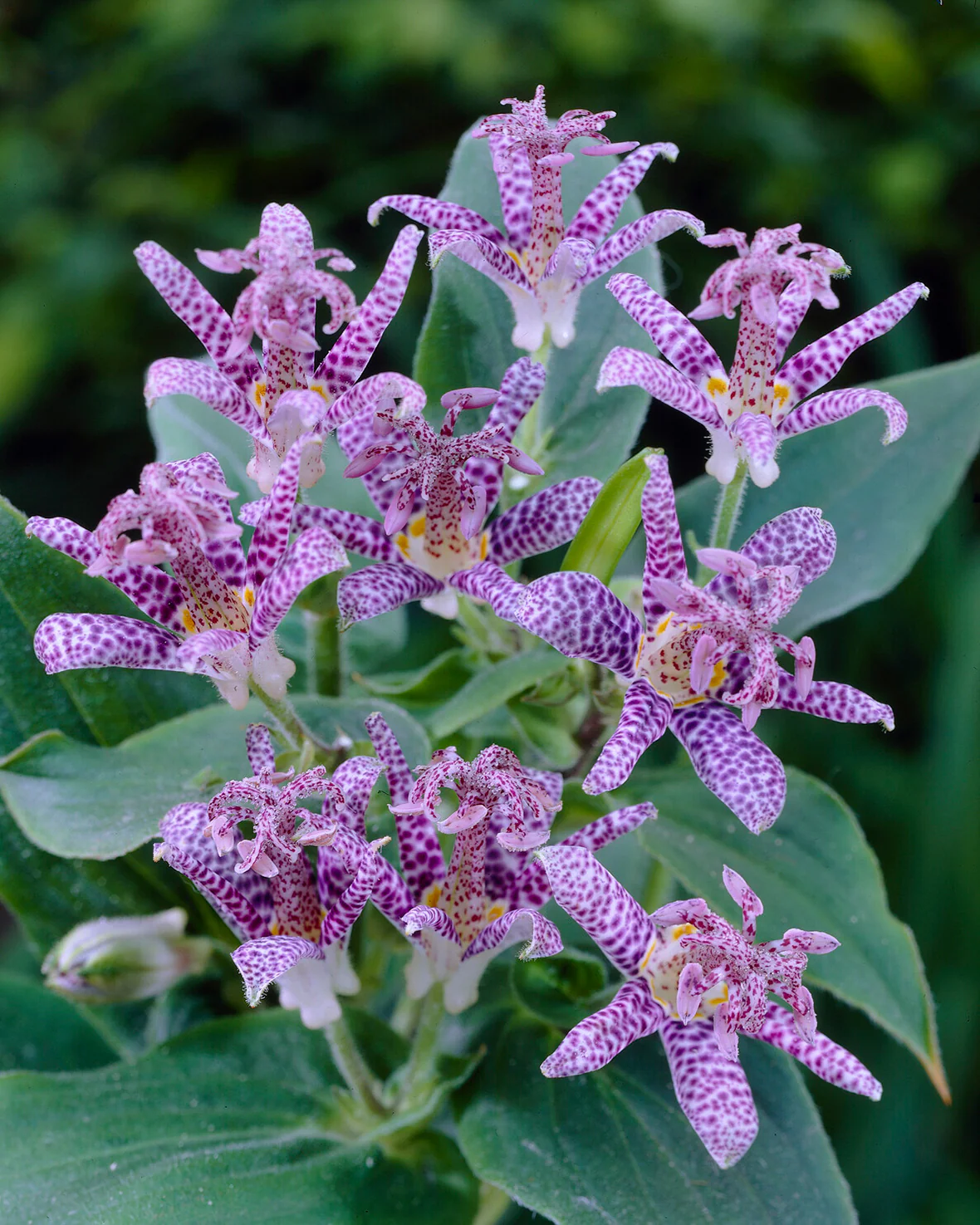 Tricyrtis hirta - Image 6