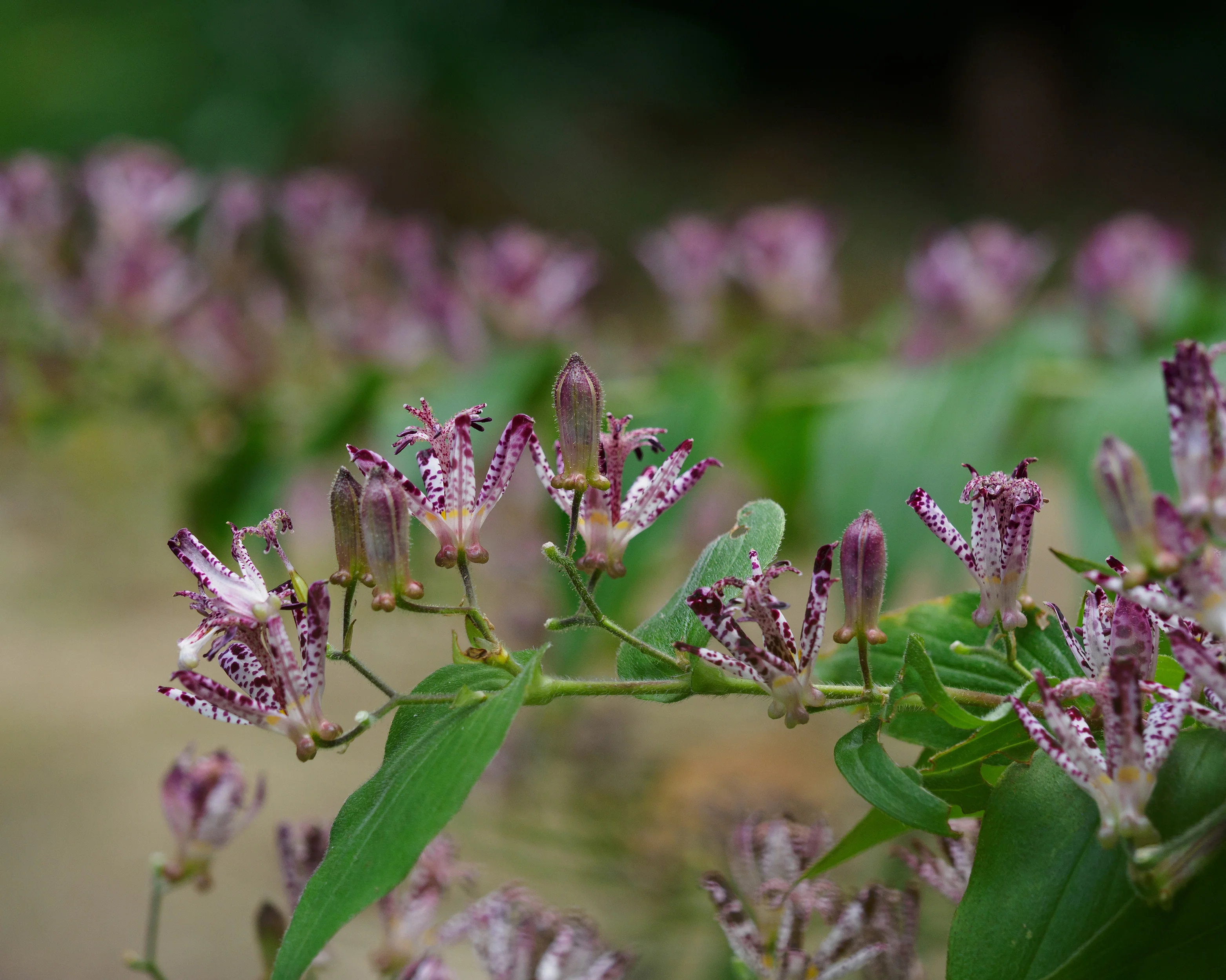 Tricyrtis hirta - Image 7