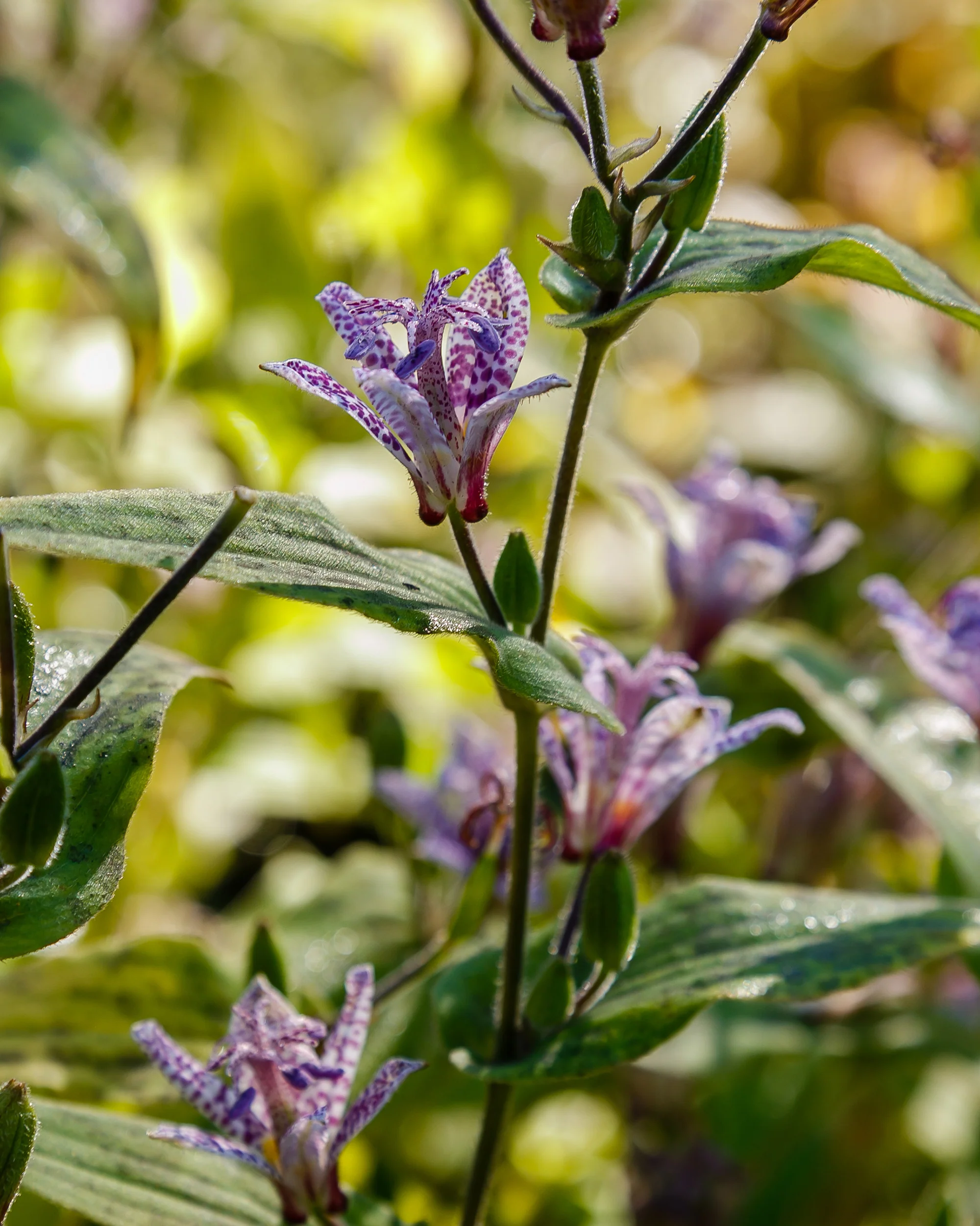 Tricyrtis hirta - Image 8