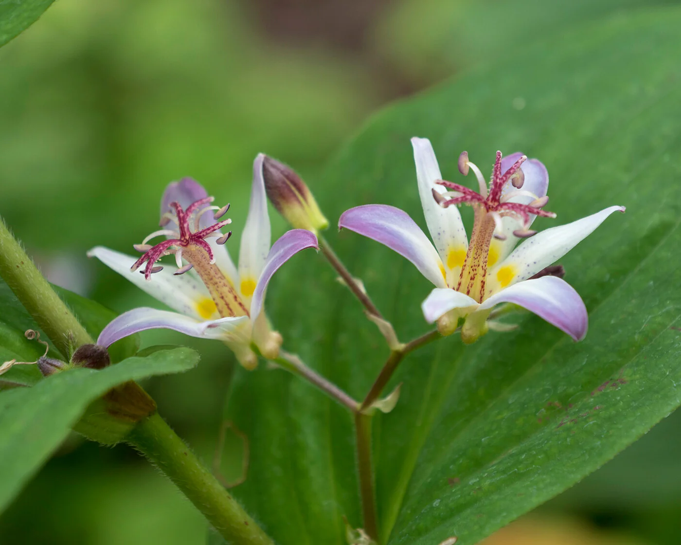 Tricyrtis 'Tojen' - Image 5