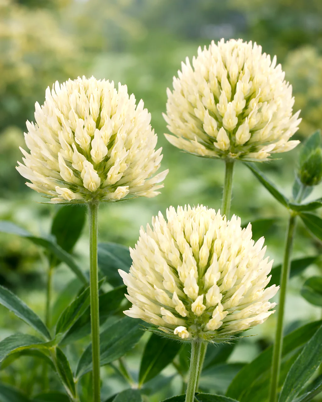Trifolium ochroleucon - Image 2