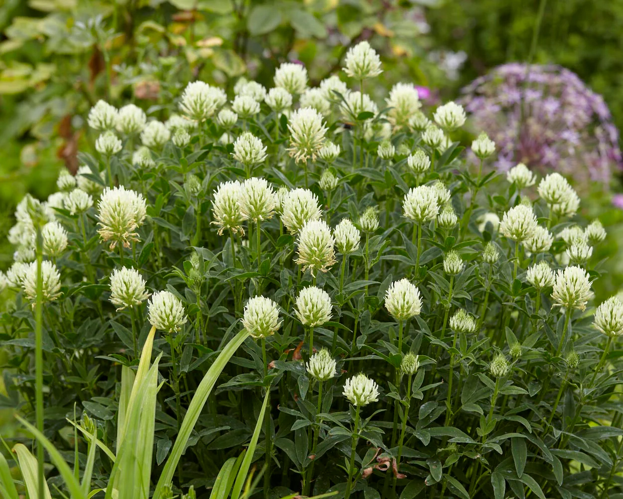 Trifolium ochroleucon - Image 3