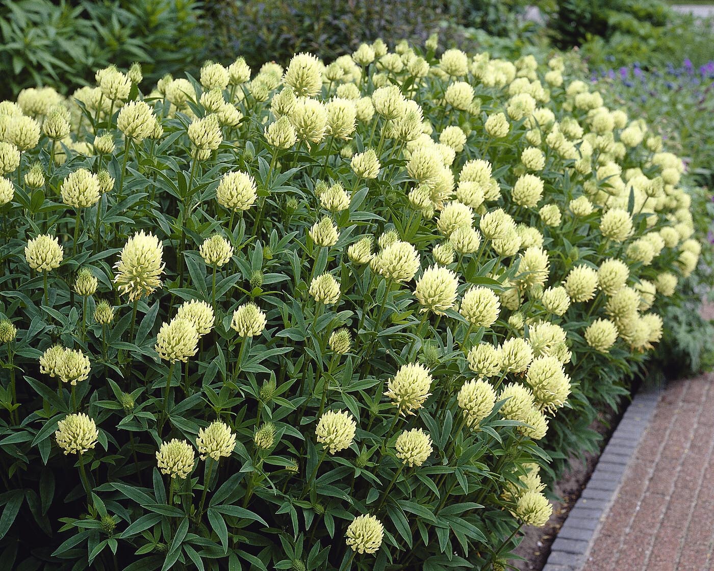 Trifolium ochroleucon - Image 8