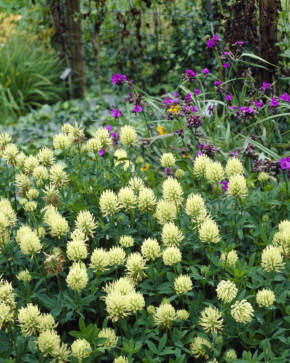Trifolium ochroleucon - Image 9
