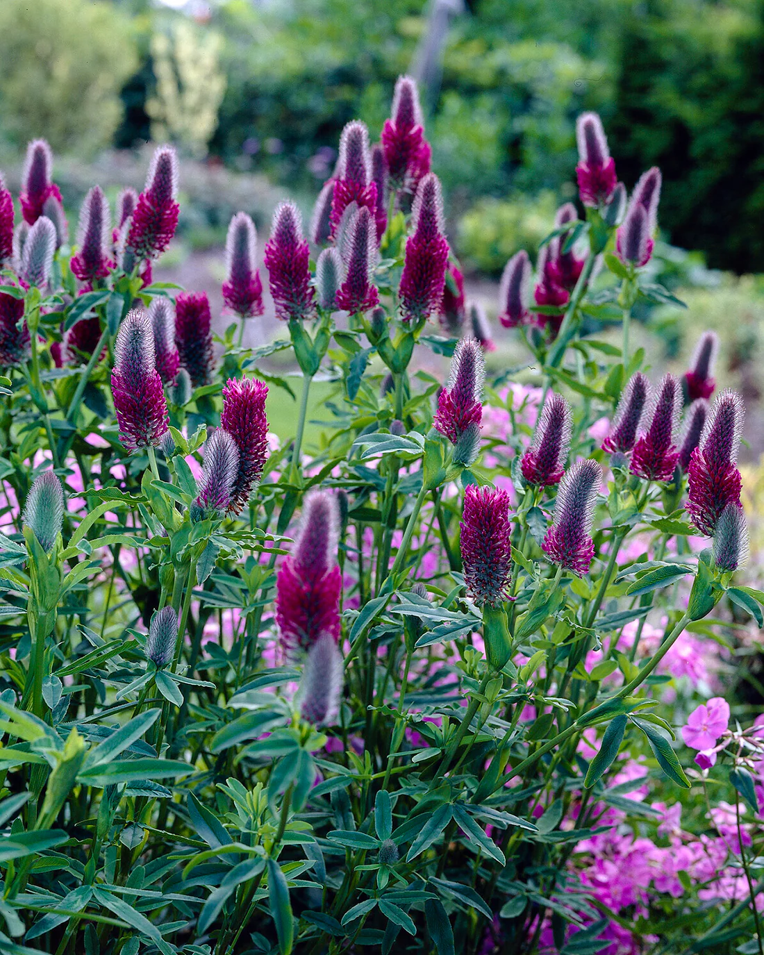 Trifolium rubens - Image 3