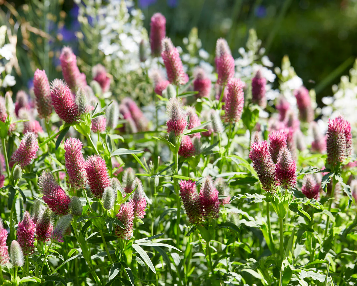 Trifolium rubens - Image 4