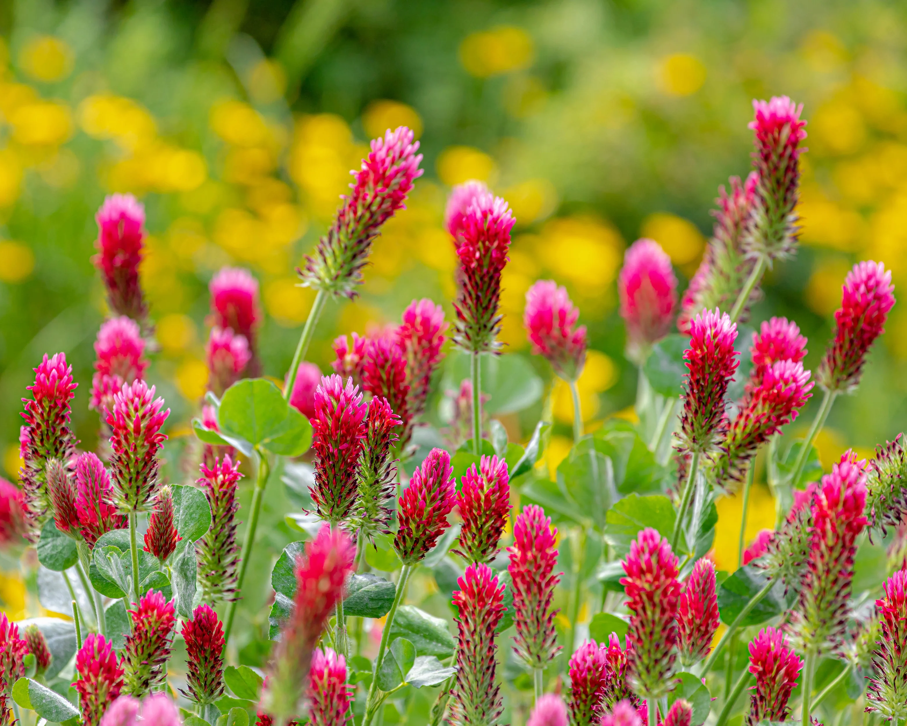 Trifolium rubens - Image 6