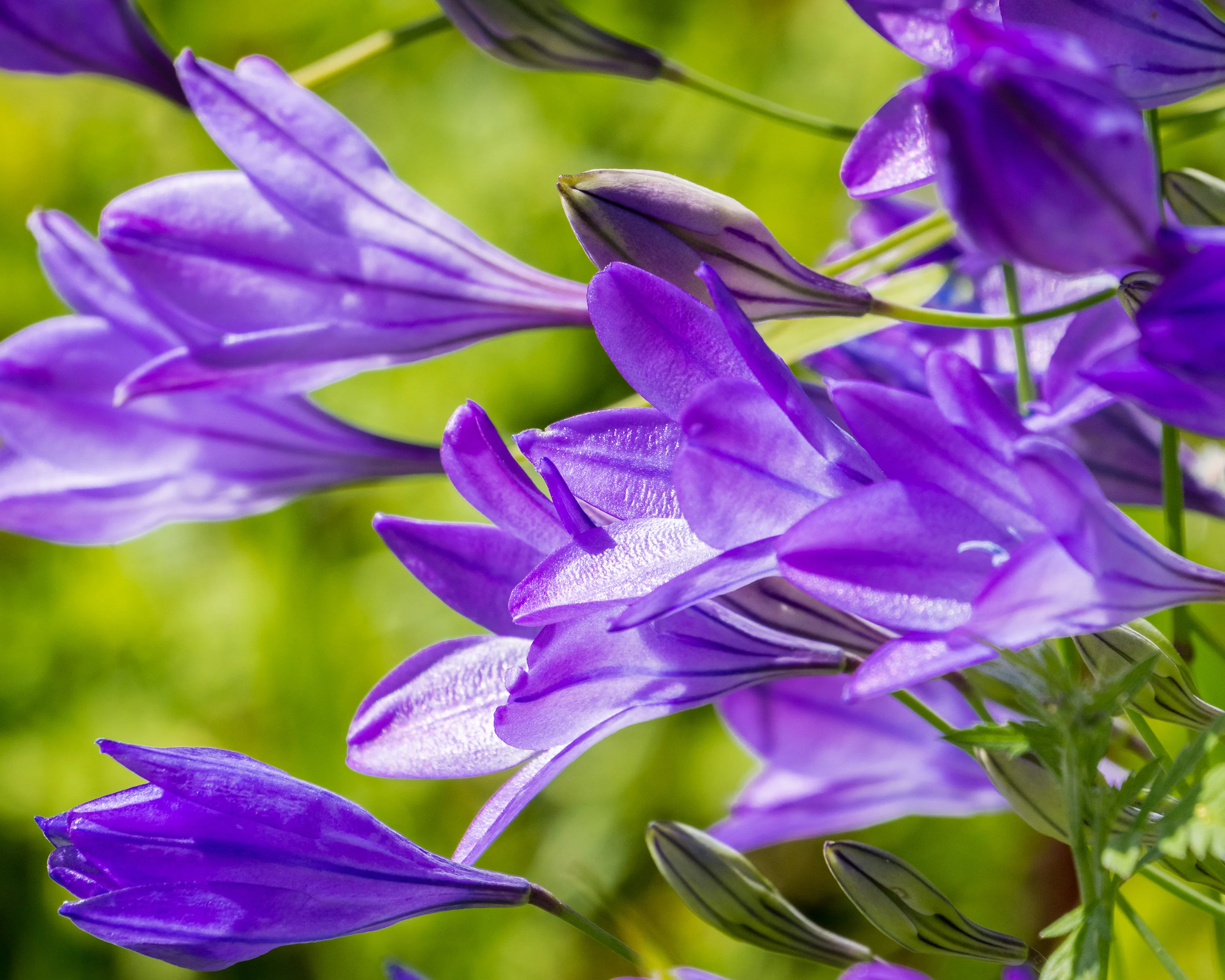 Triteleia laxa 'Corrina' - Image 4