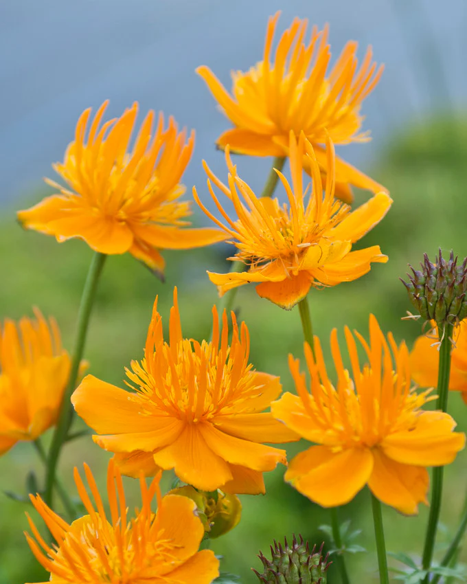 Trollius 'Orange Globe' - Image 2