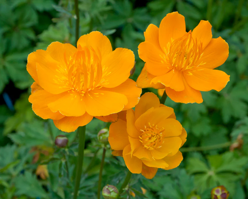 Trollius 'Orange Globe' - Image 3