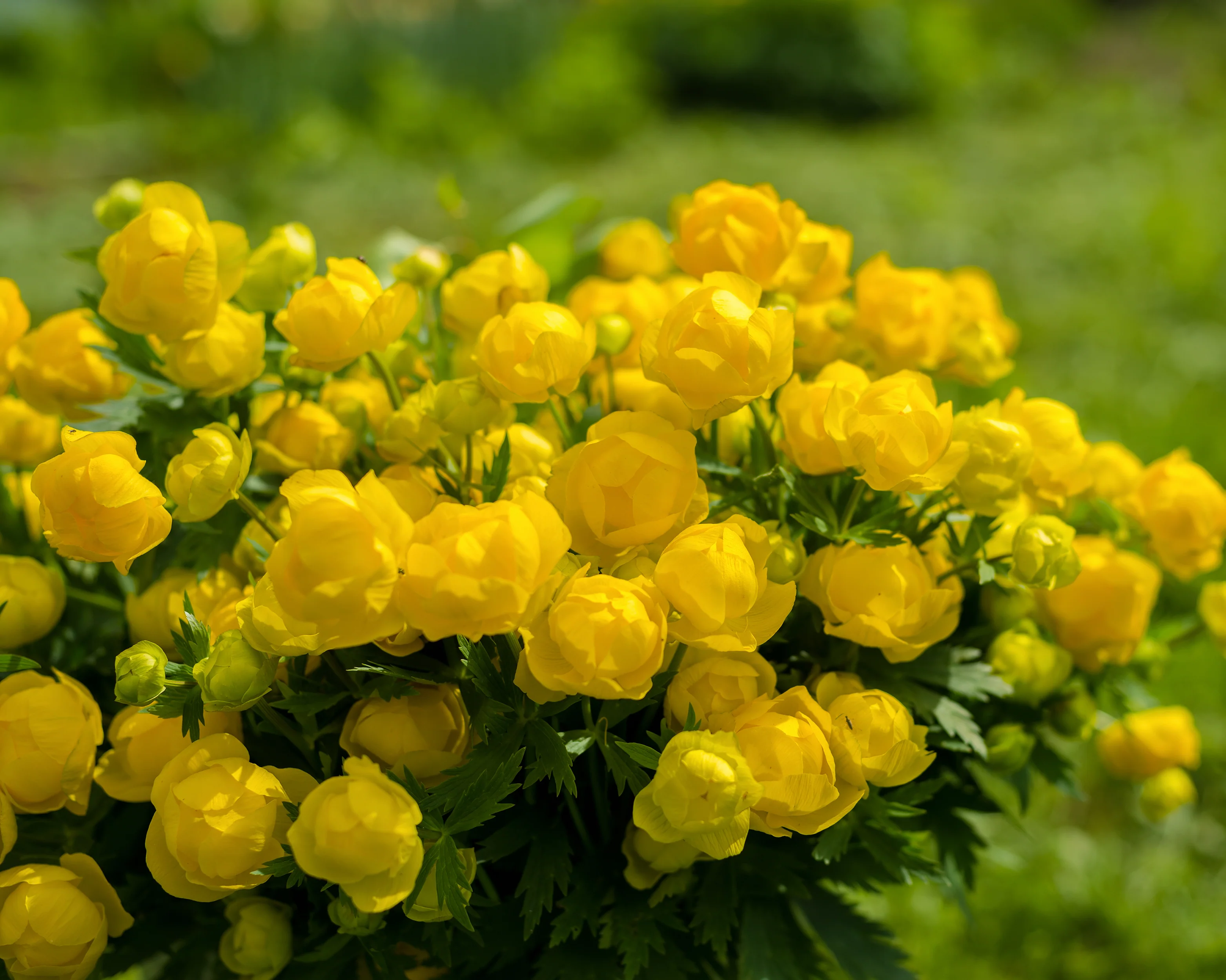 Trollius 'Superbus' - Image 6