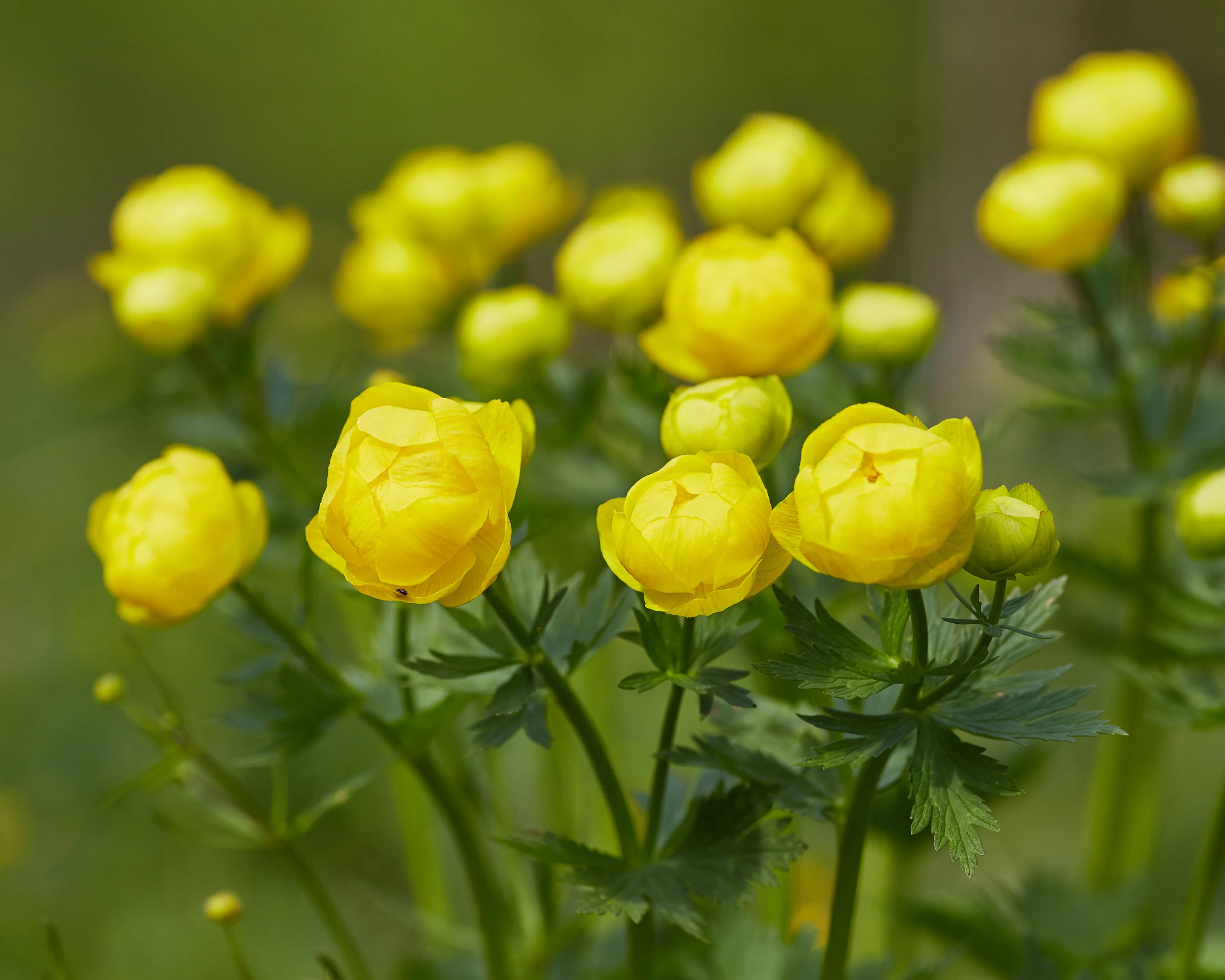 Trollius 'Superbus' - Image 7
